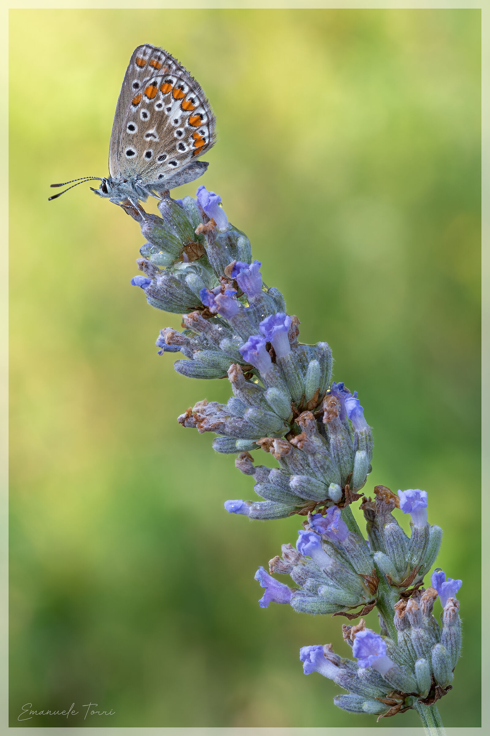 Polyommatus Icarus su lavanda