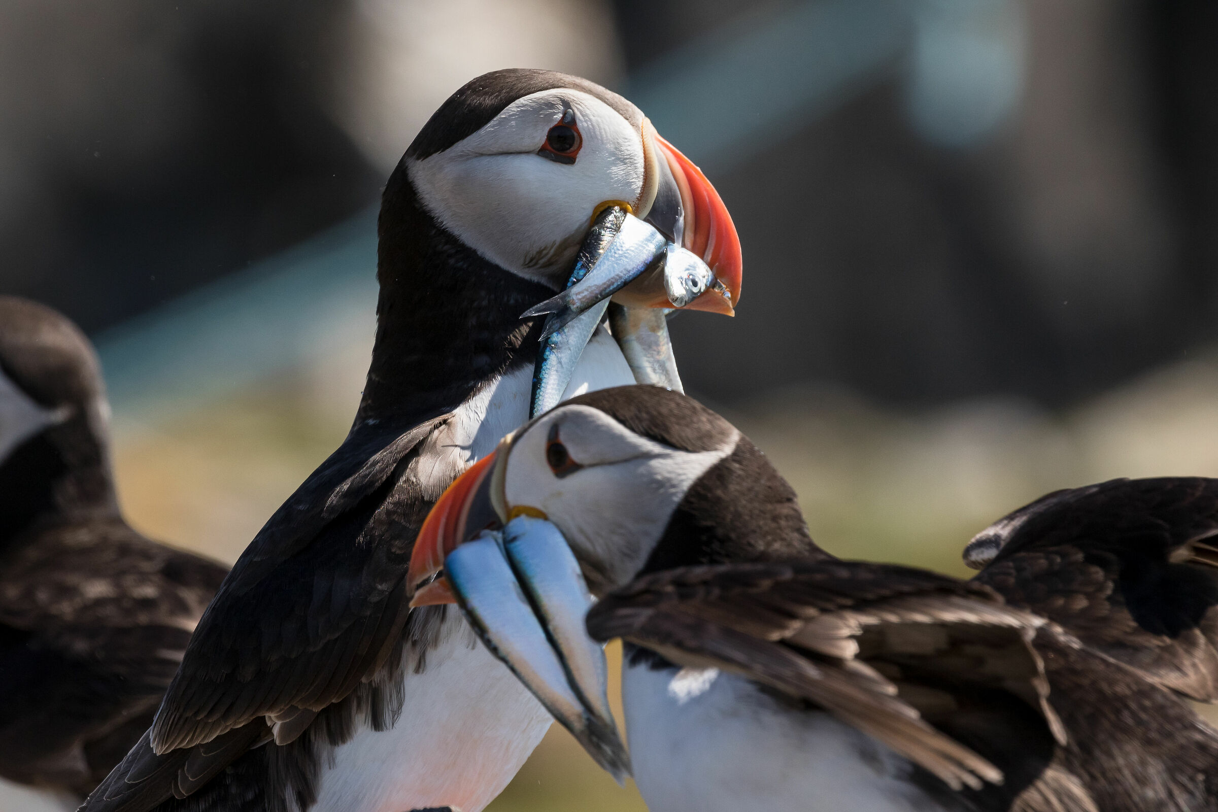 Pulcinella di mare col pescato