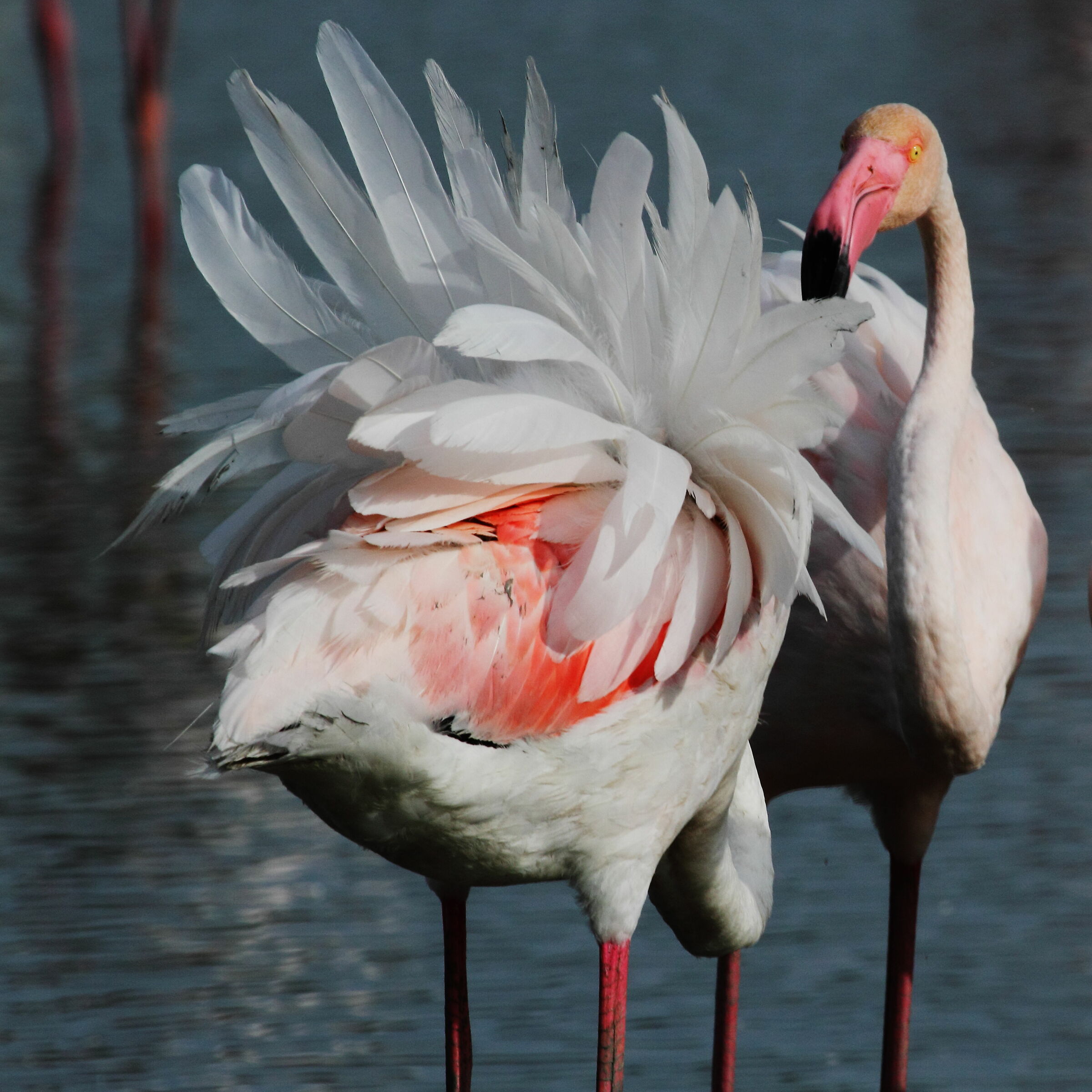 Flamingos