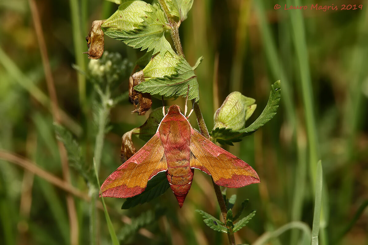 Deilephila porcellus - falena