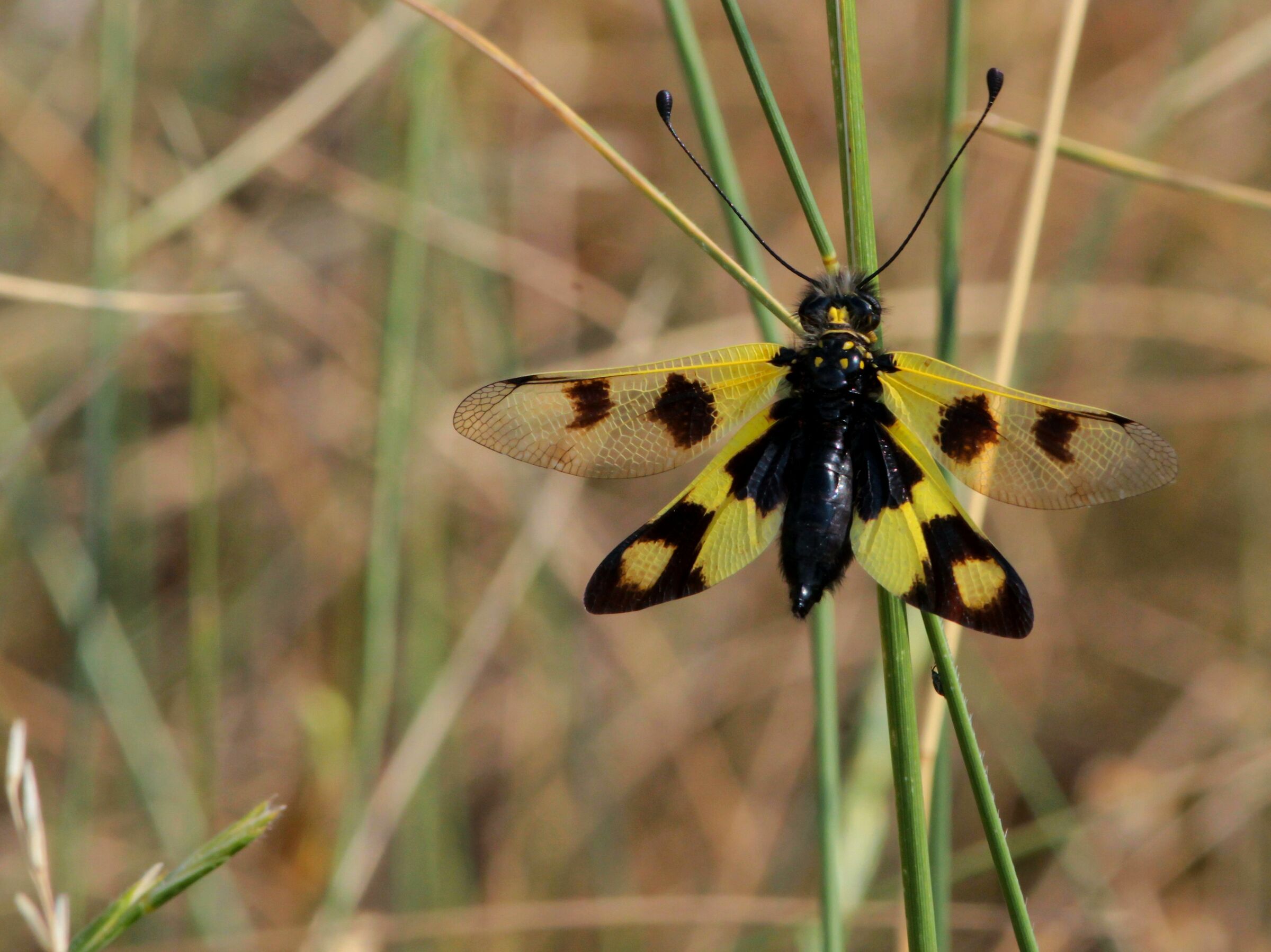 Libelloides macaronius