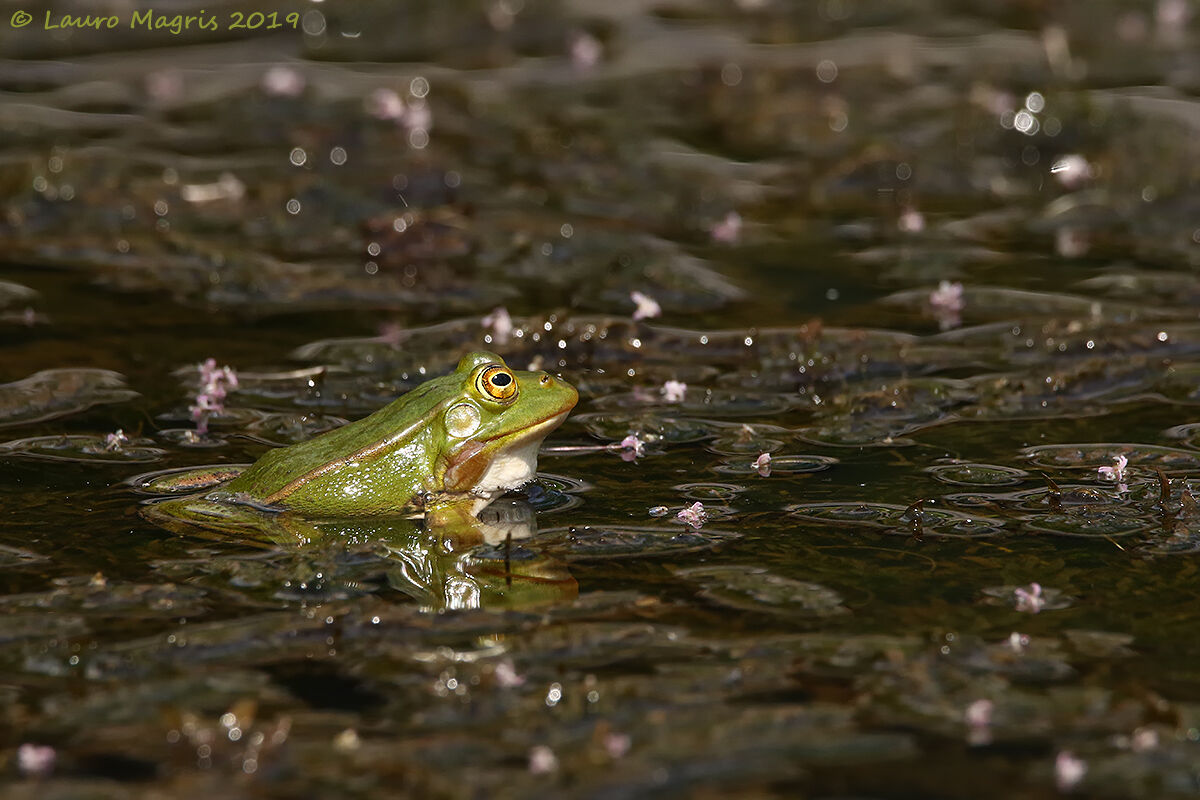 Frog among brushstrokes of pink