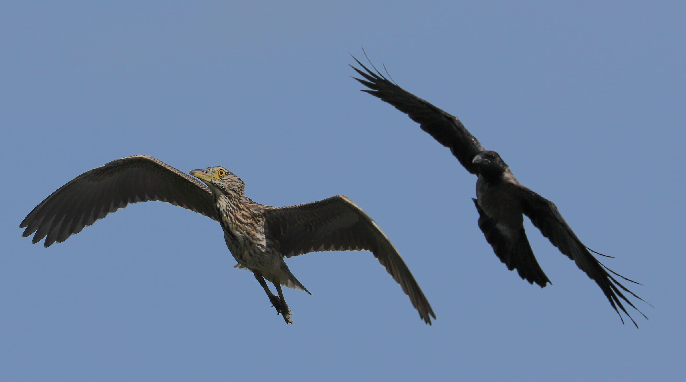 NITTICORA AND CORNACCHIA