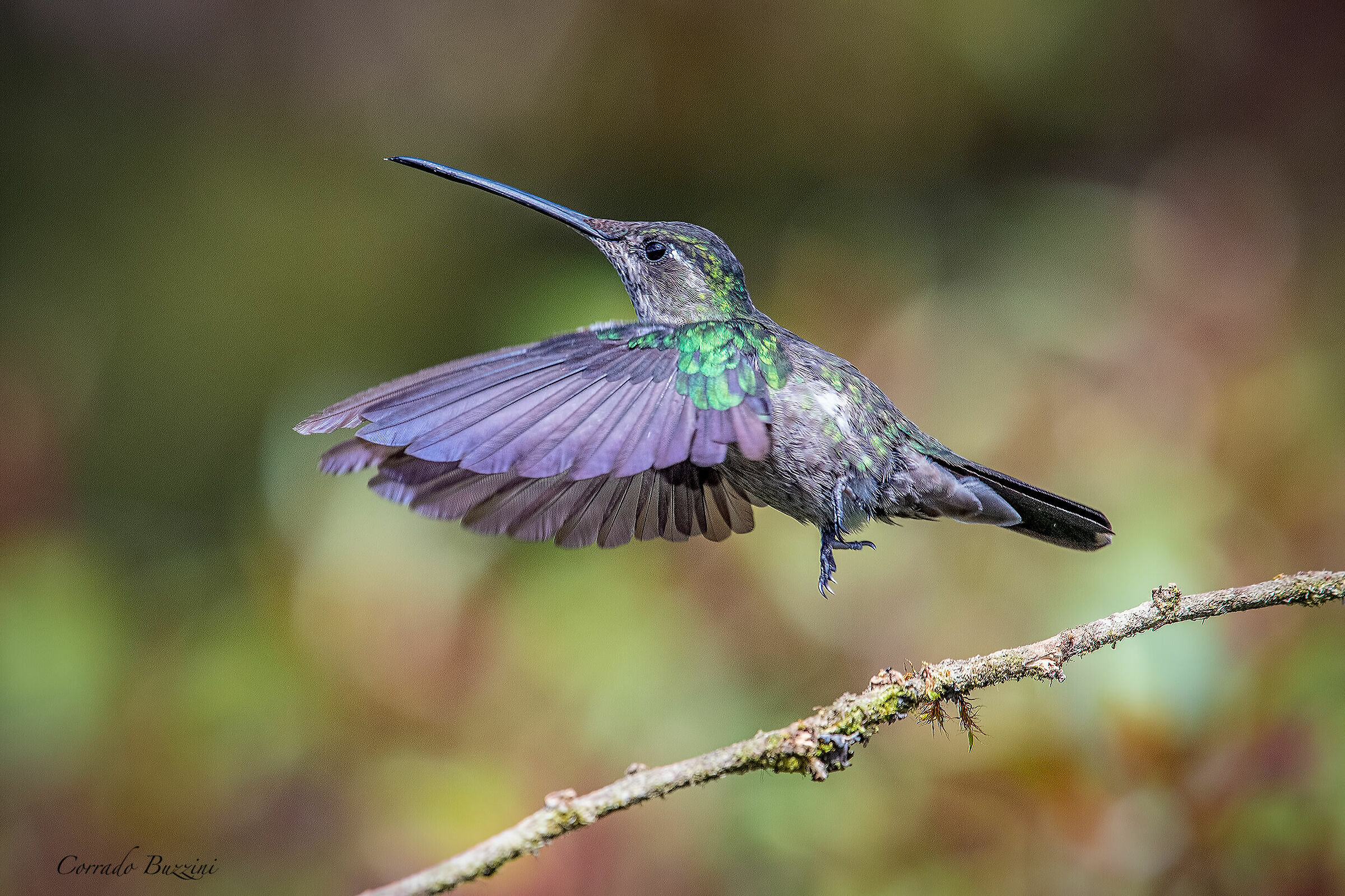 colibrì
