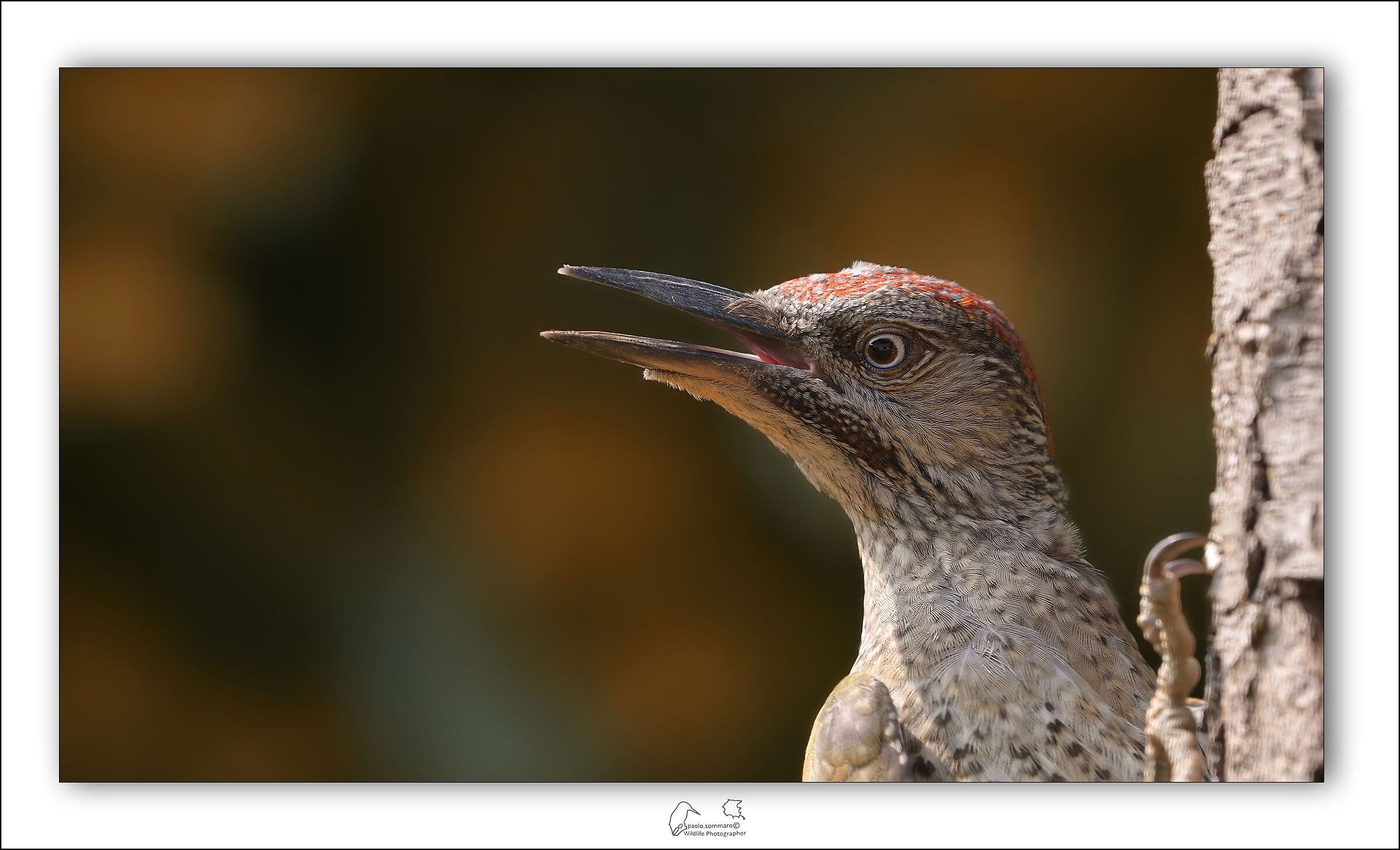 Green woodpecker