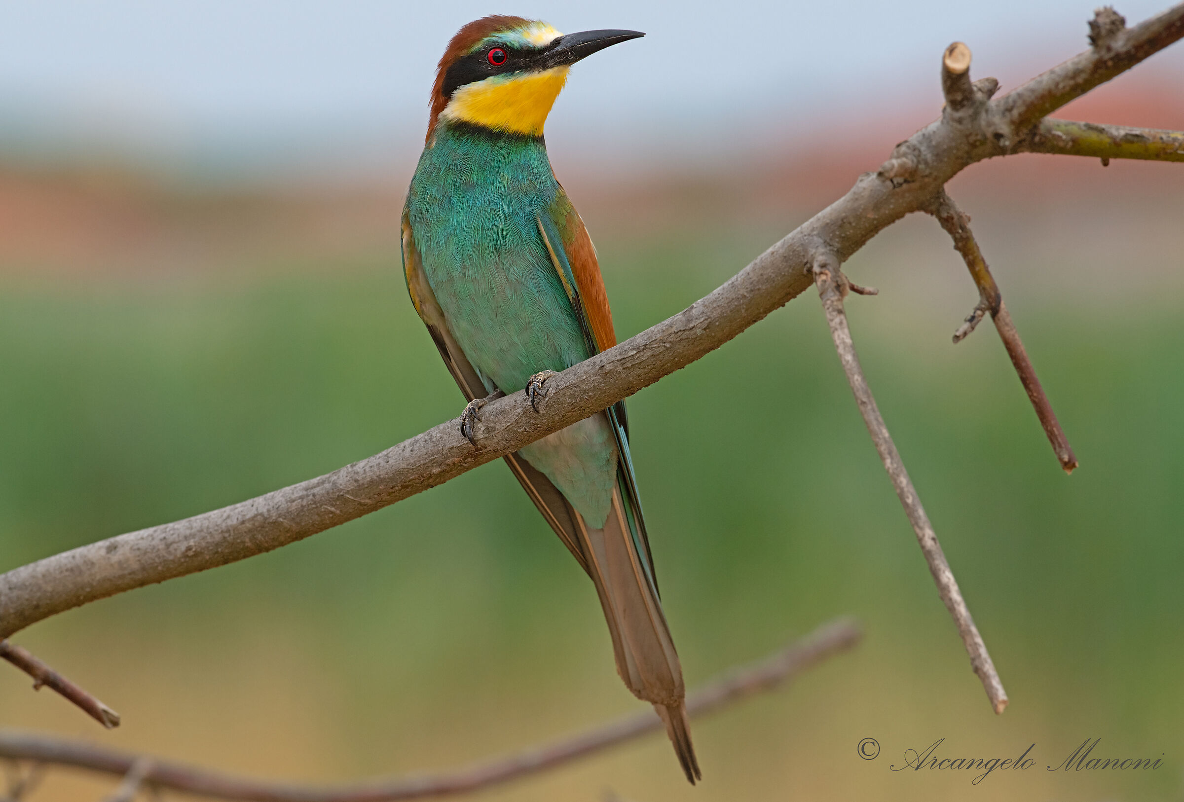 Il giovane gruccione 2019