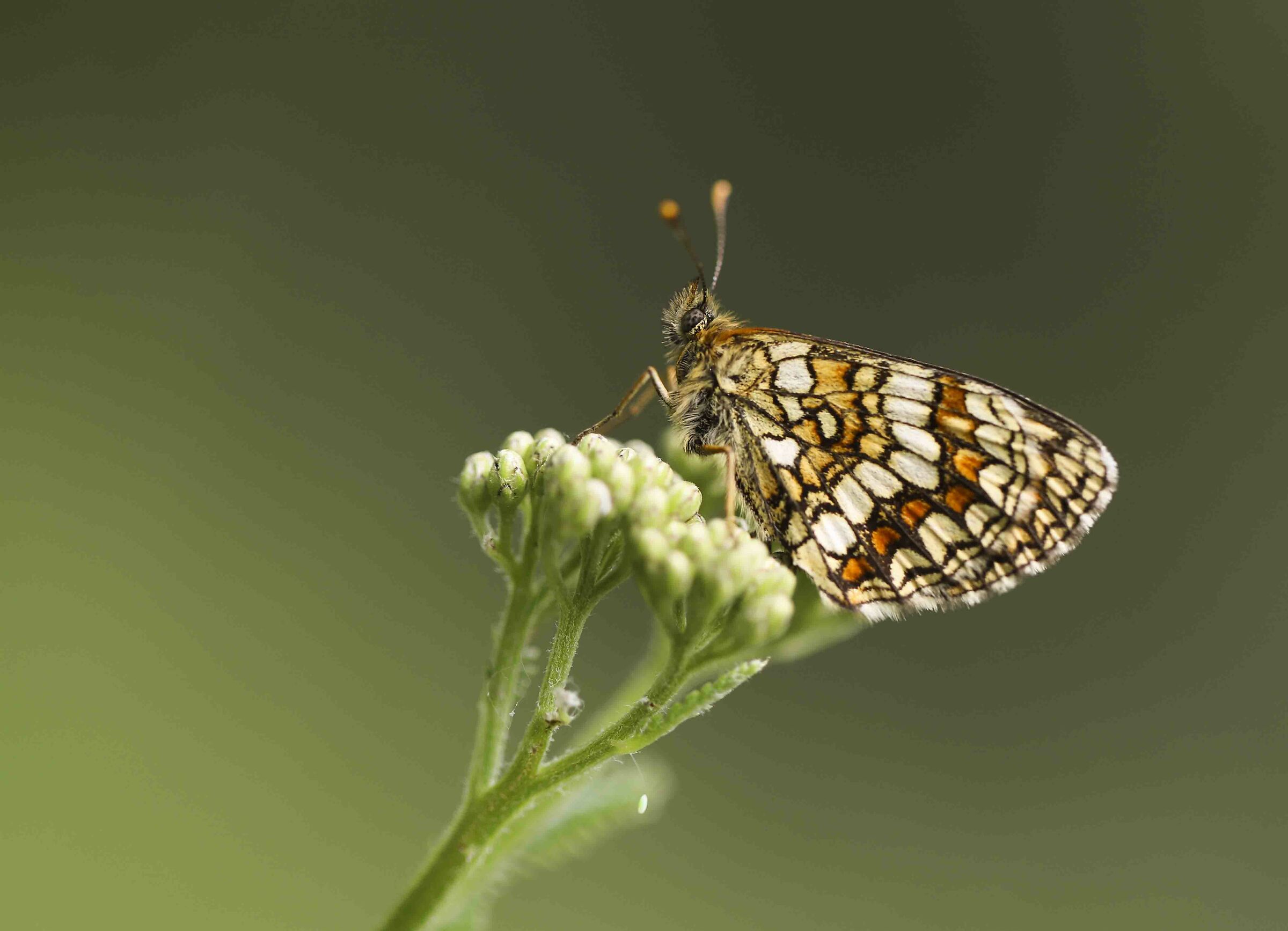 Melitaea