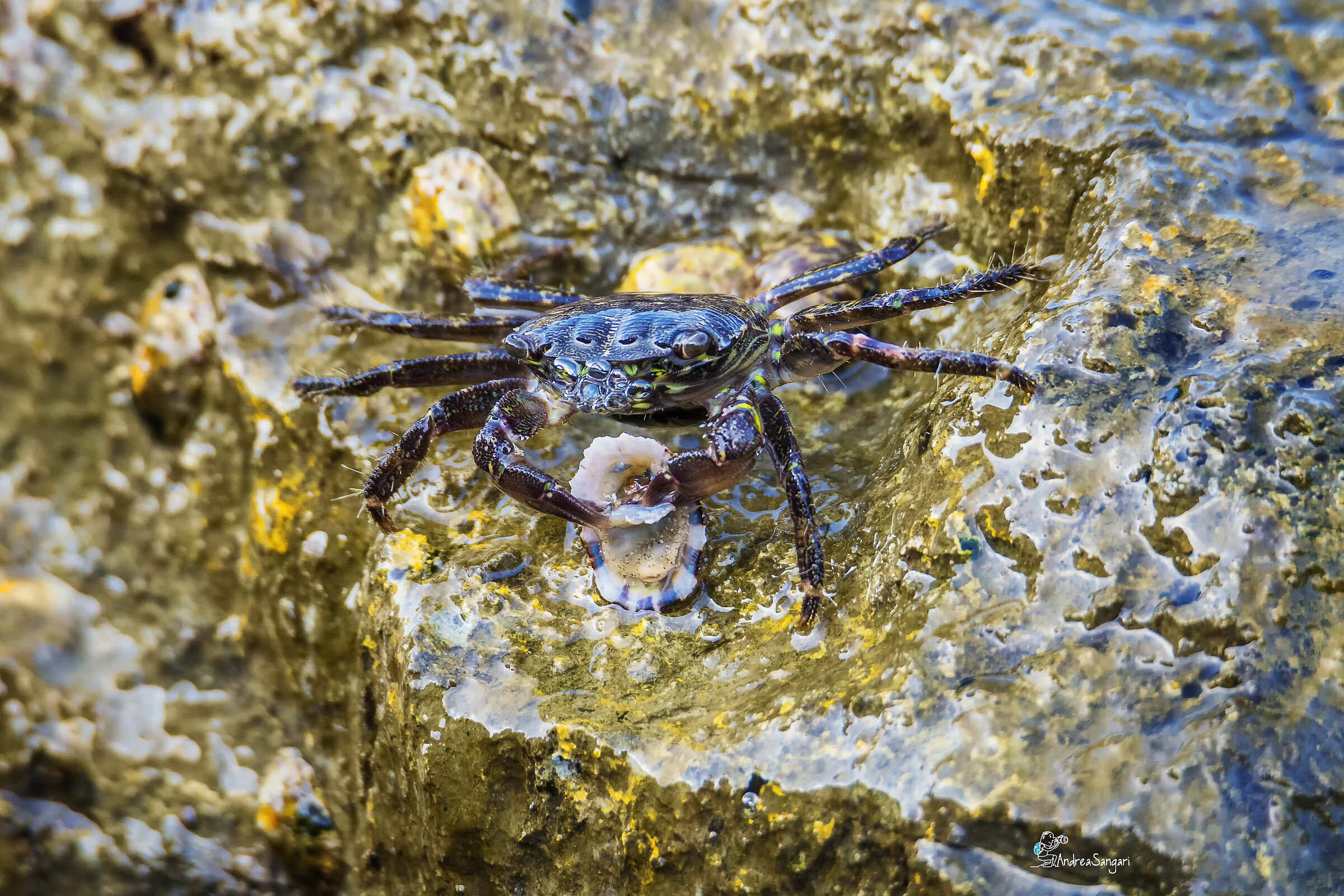 Il granchio e la patella