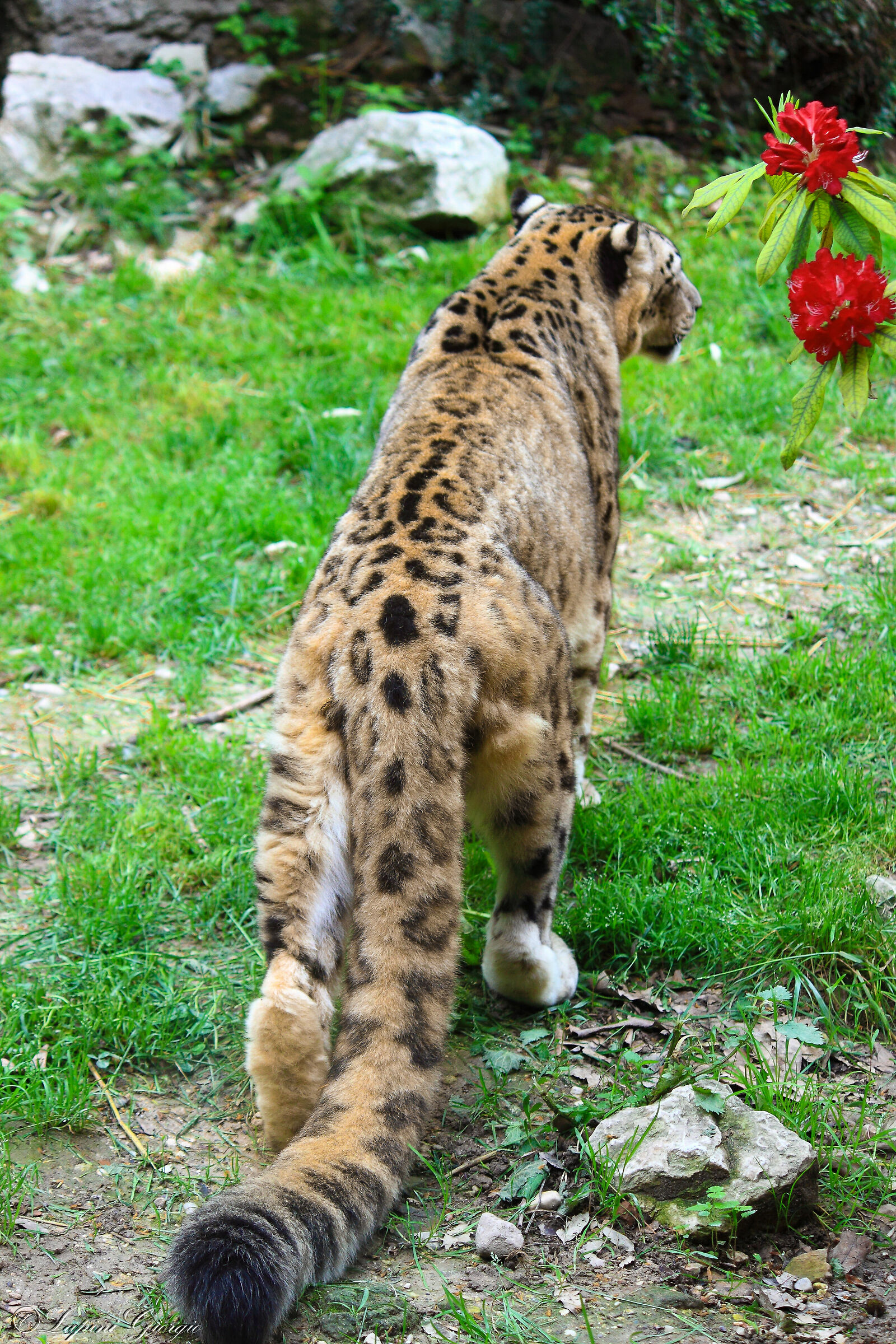 Leopardo