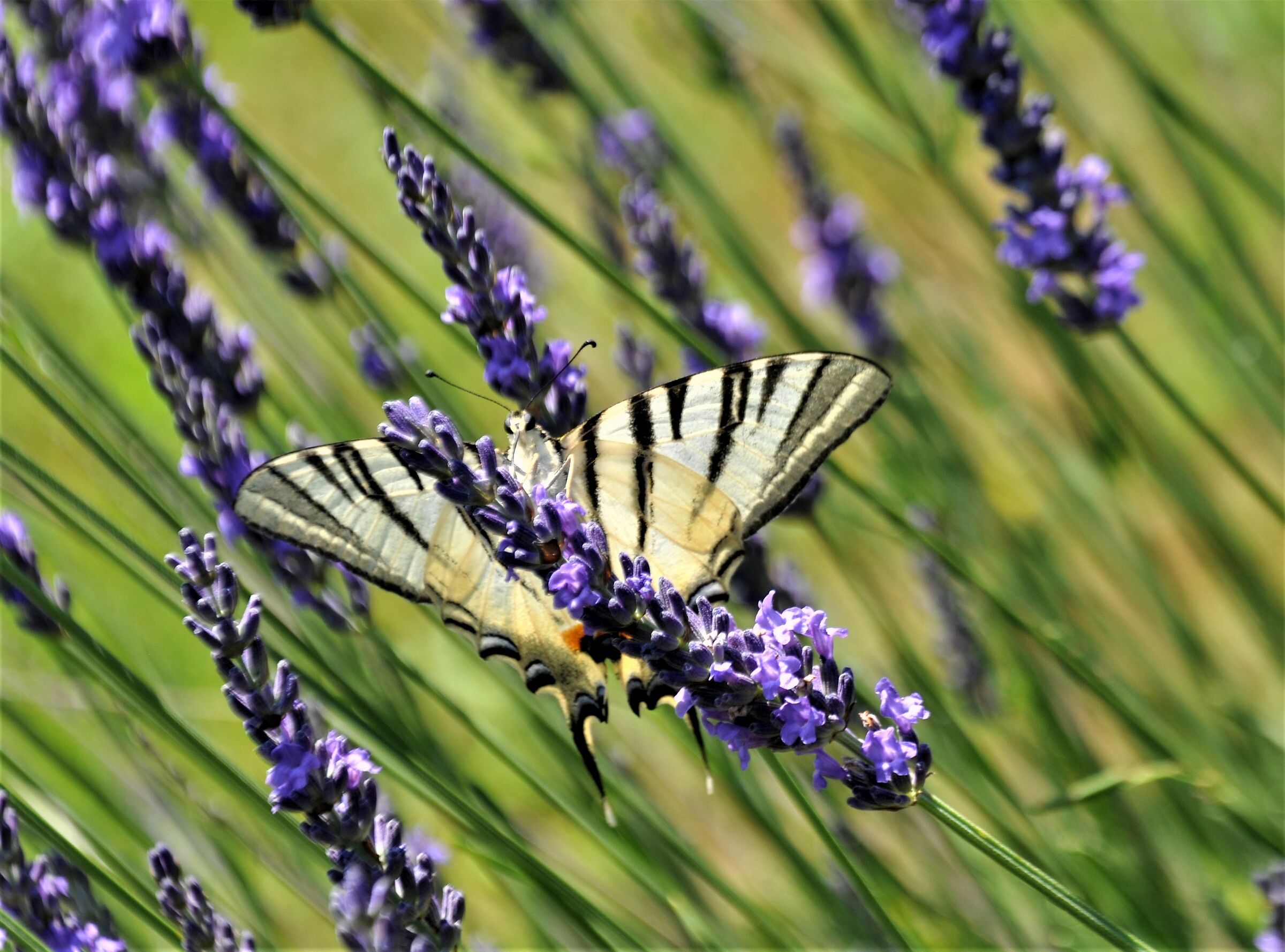 cascina Amaltea - Festa della lavanda - Borgiallo