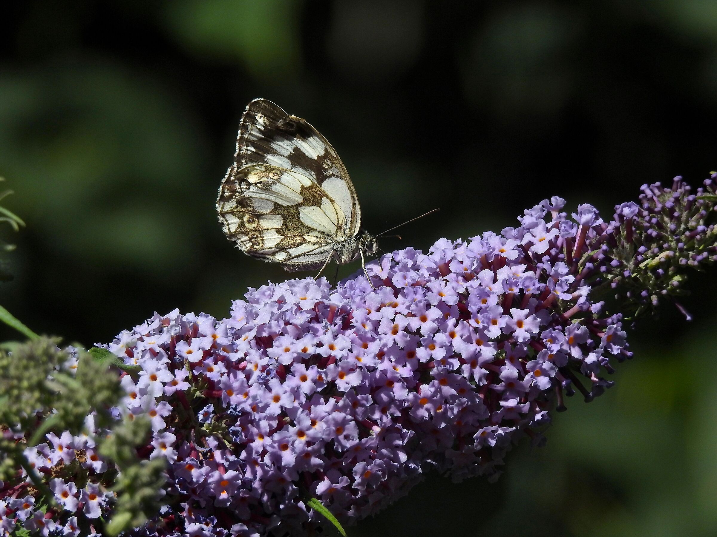 Melanargia galathea