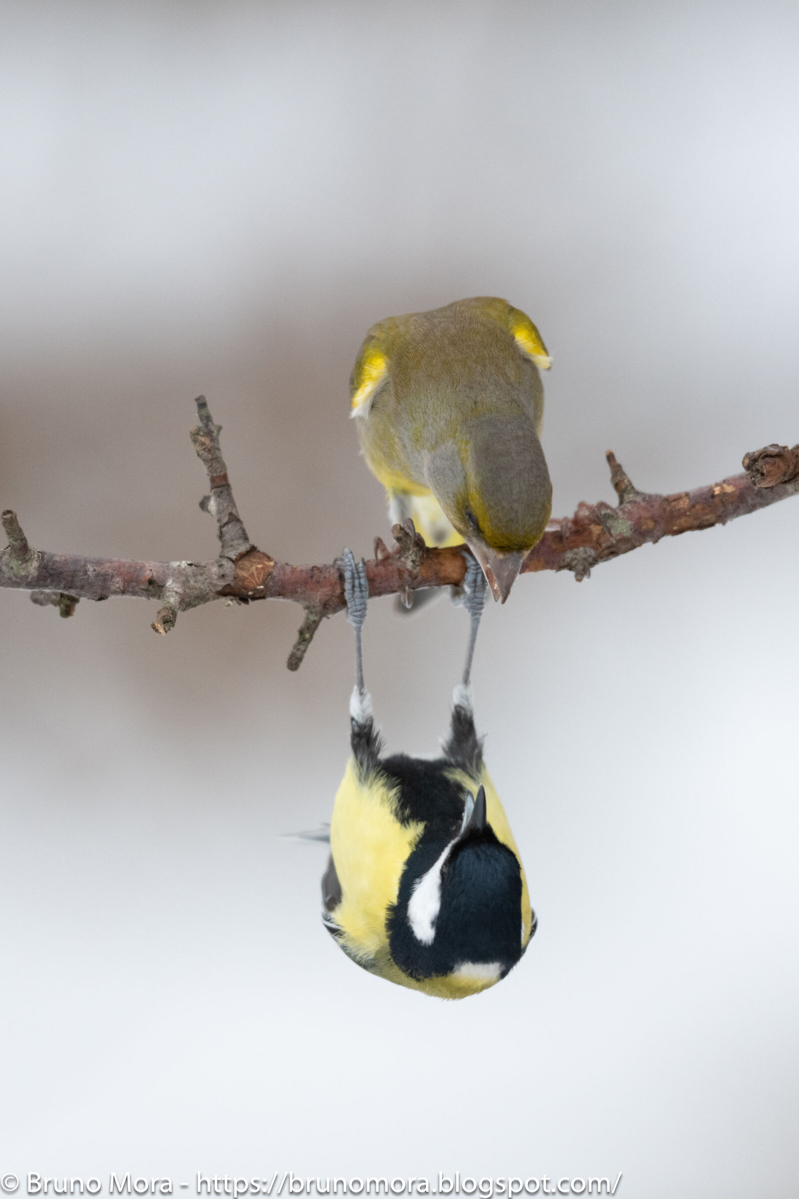 The Upside-Down World