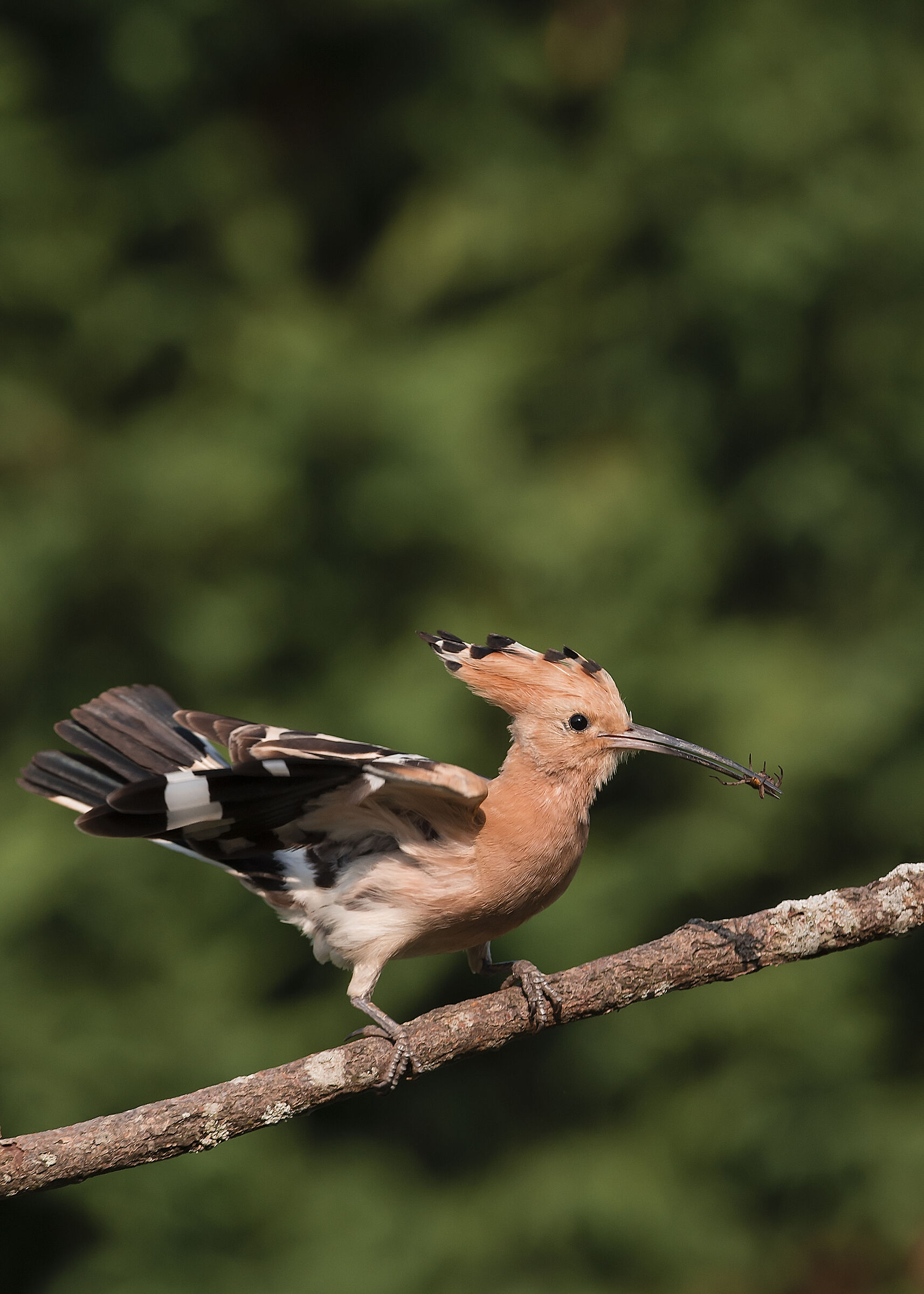 Hoopoe