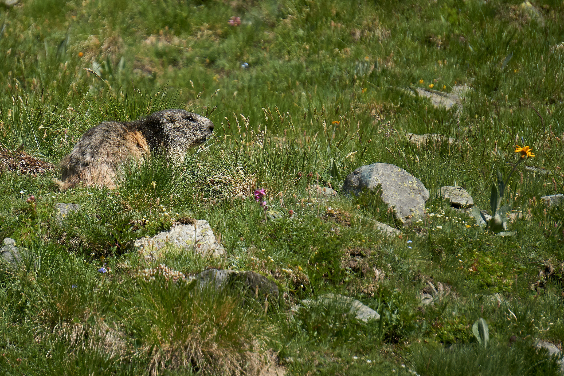 Marmot