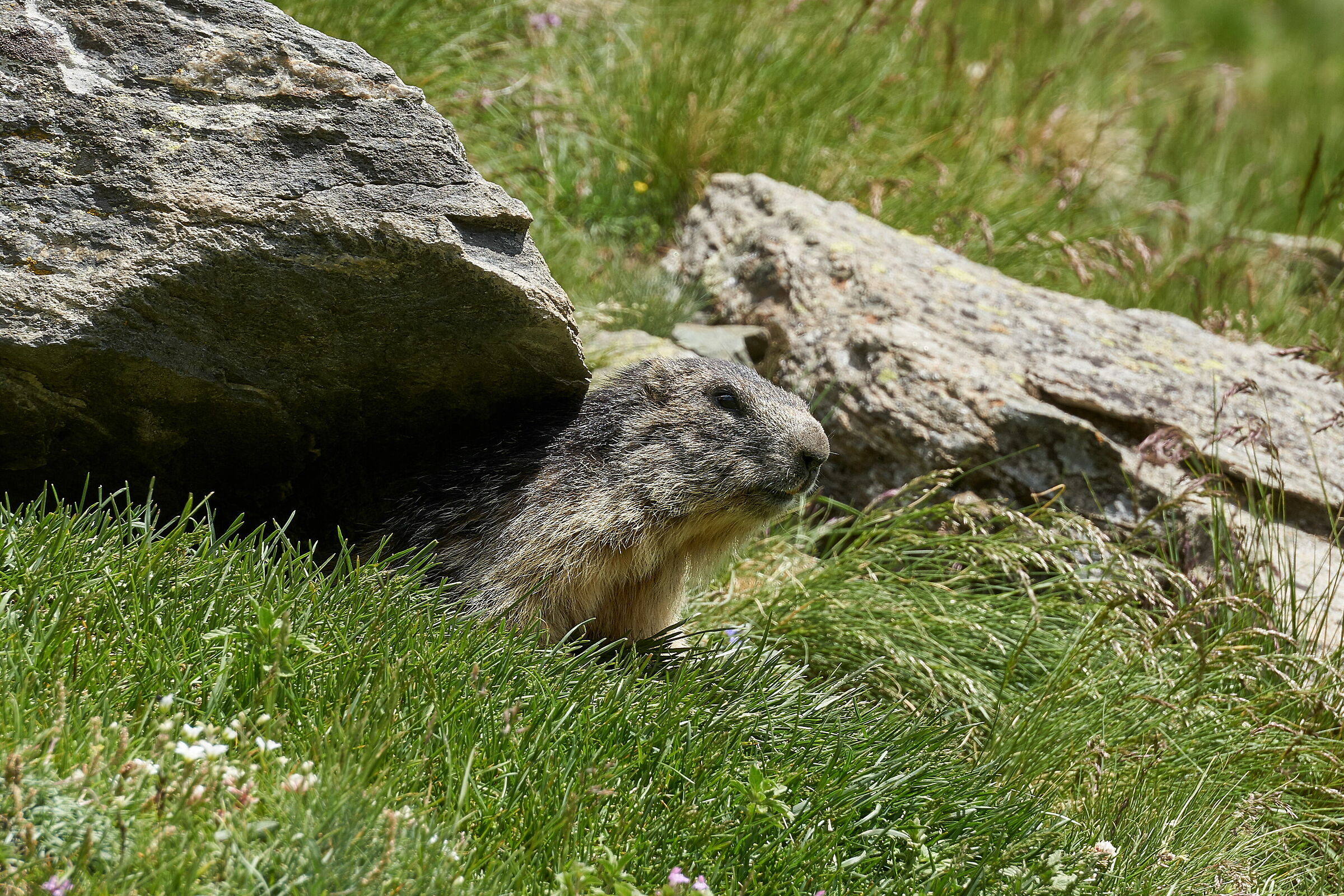 Marmot or turtle? :)