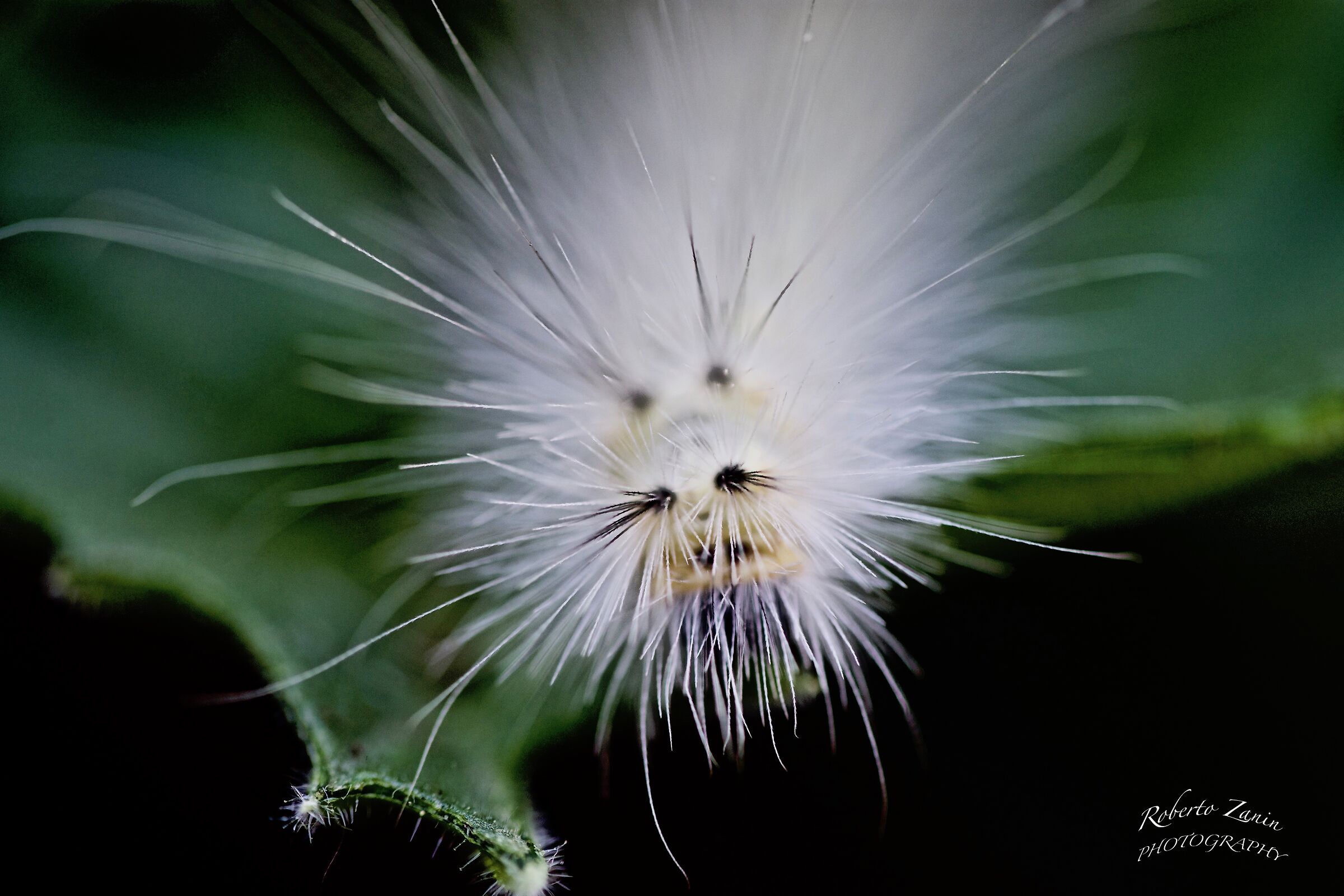 millepiedi...tra i gerani