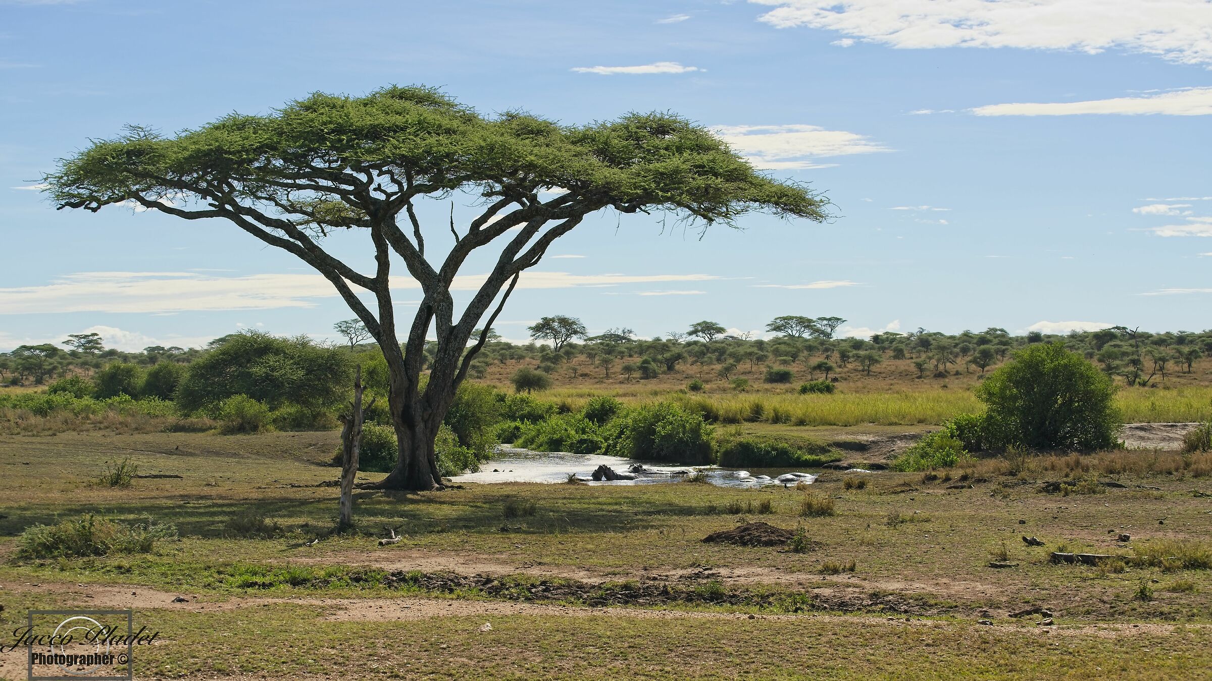 tree Serengeti