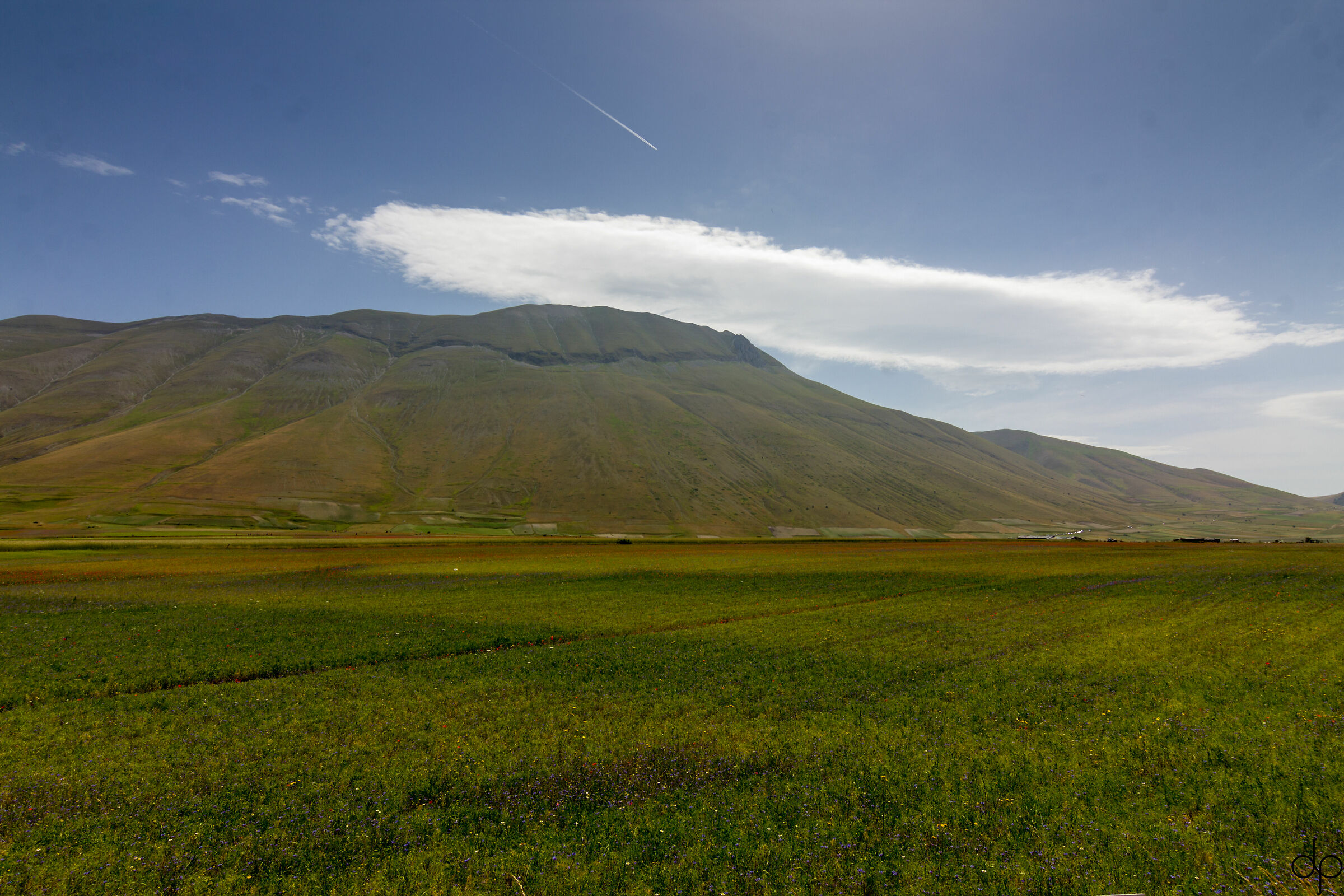 Castelluccio Flowering