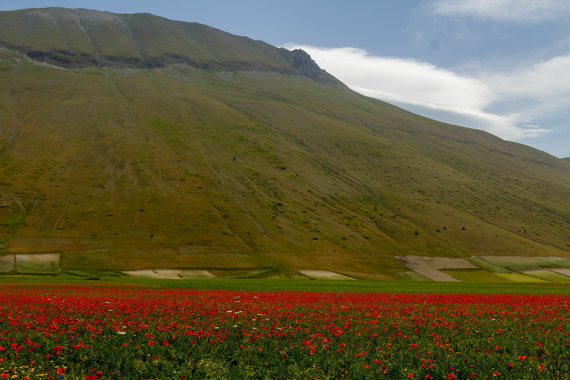 Fioritura di Castelluccio
