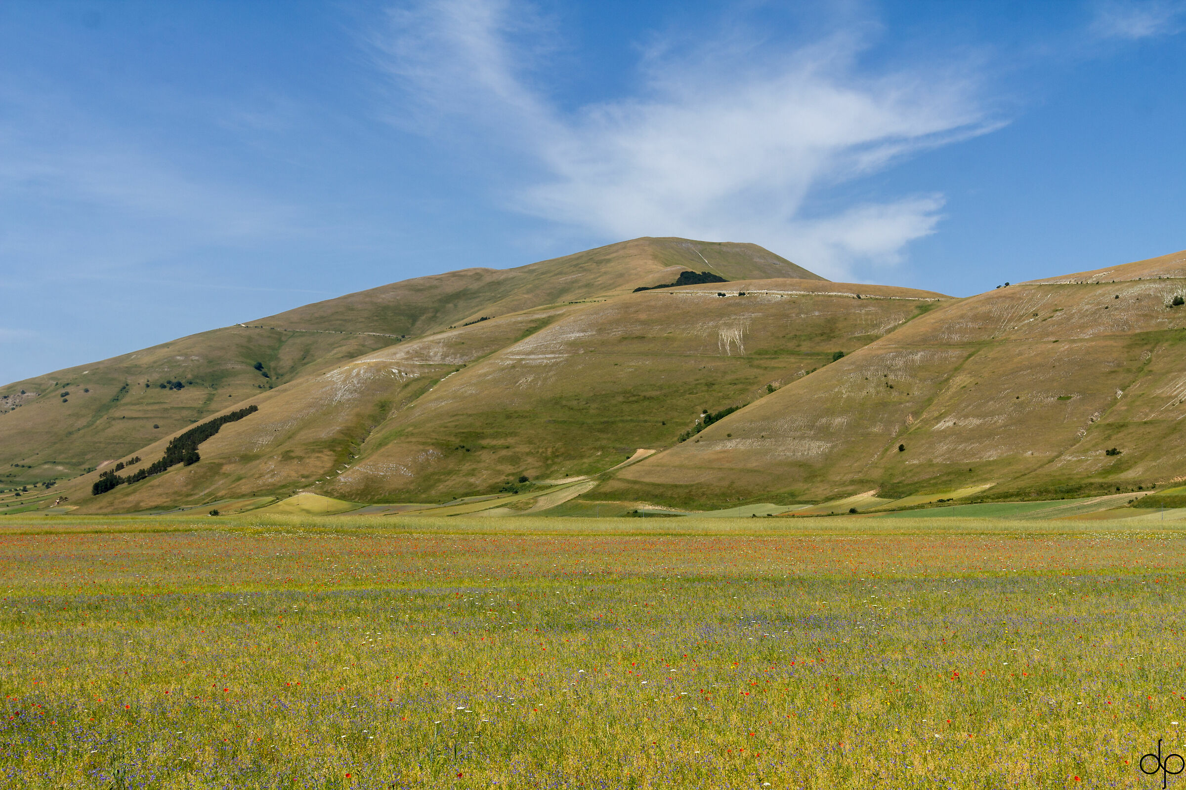 Castelluccio Flowering