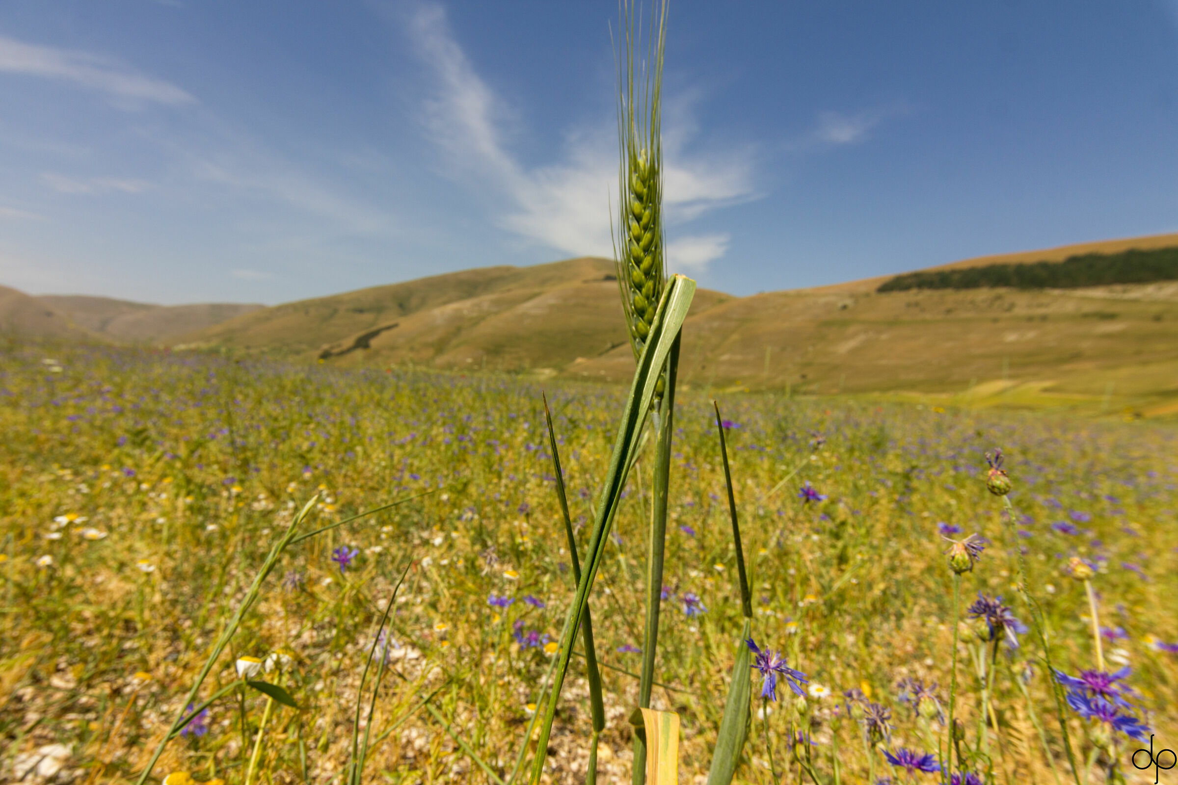 The ear among the flowers
