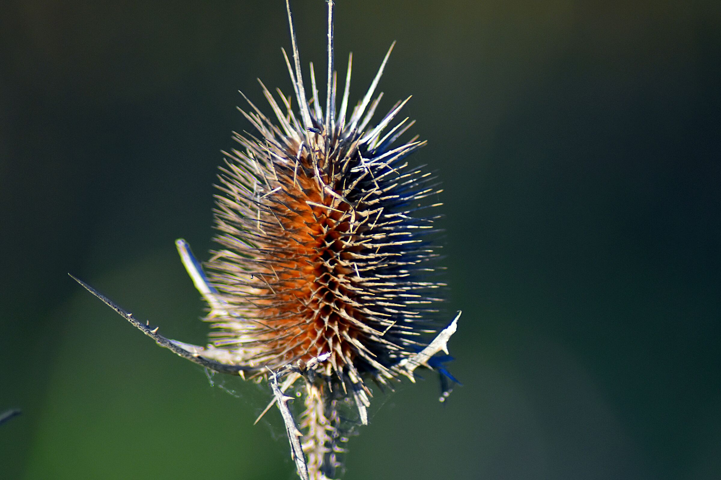 Thistle