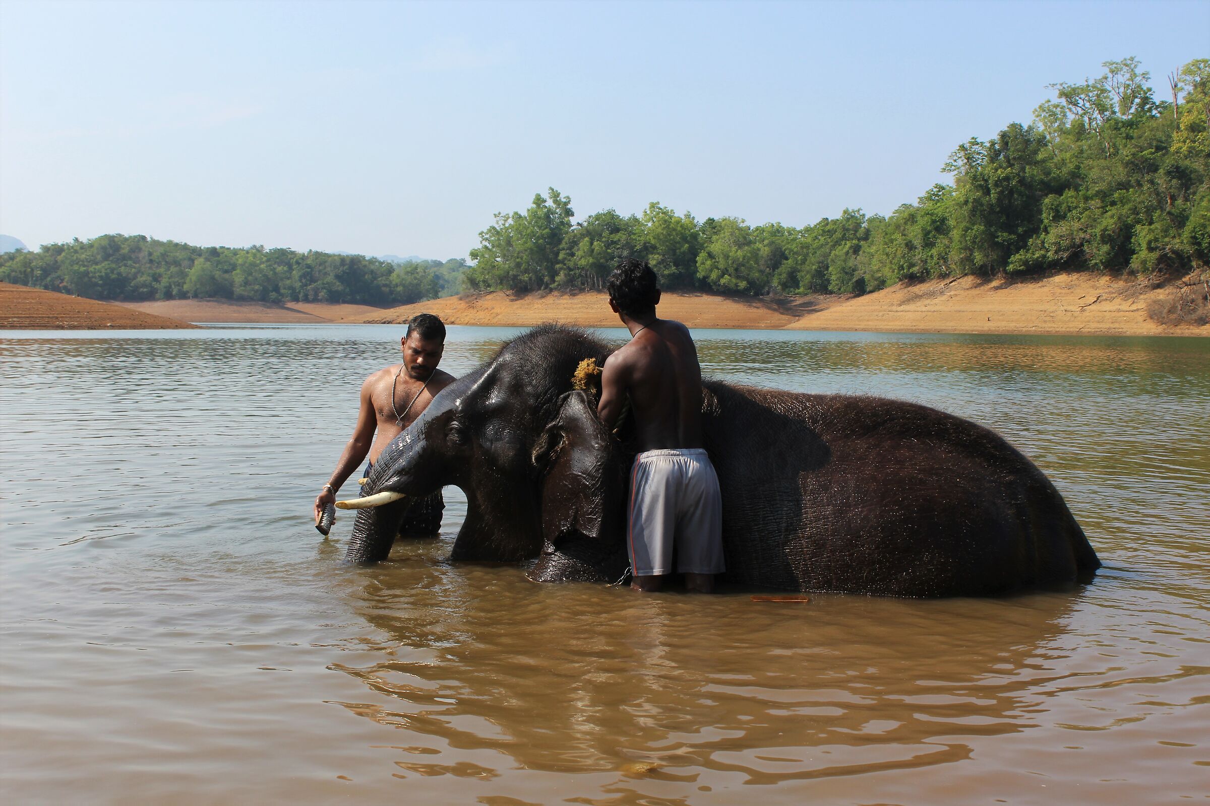 Il bagnetto all'elefante