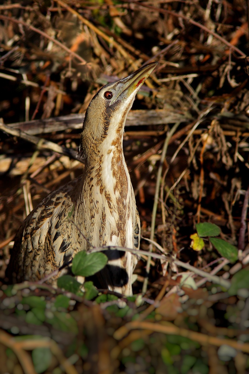 Il sole bacia i belli