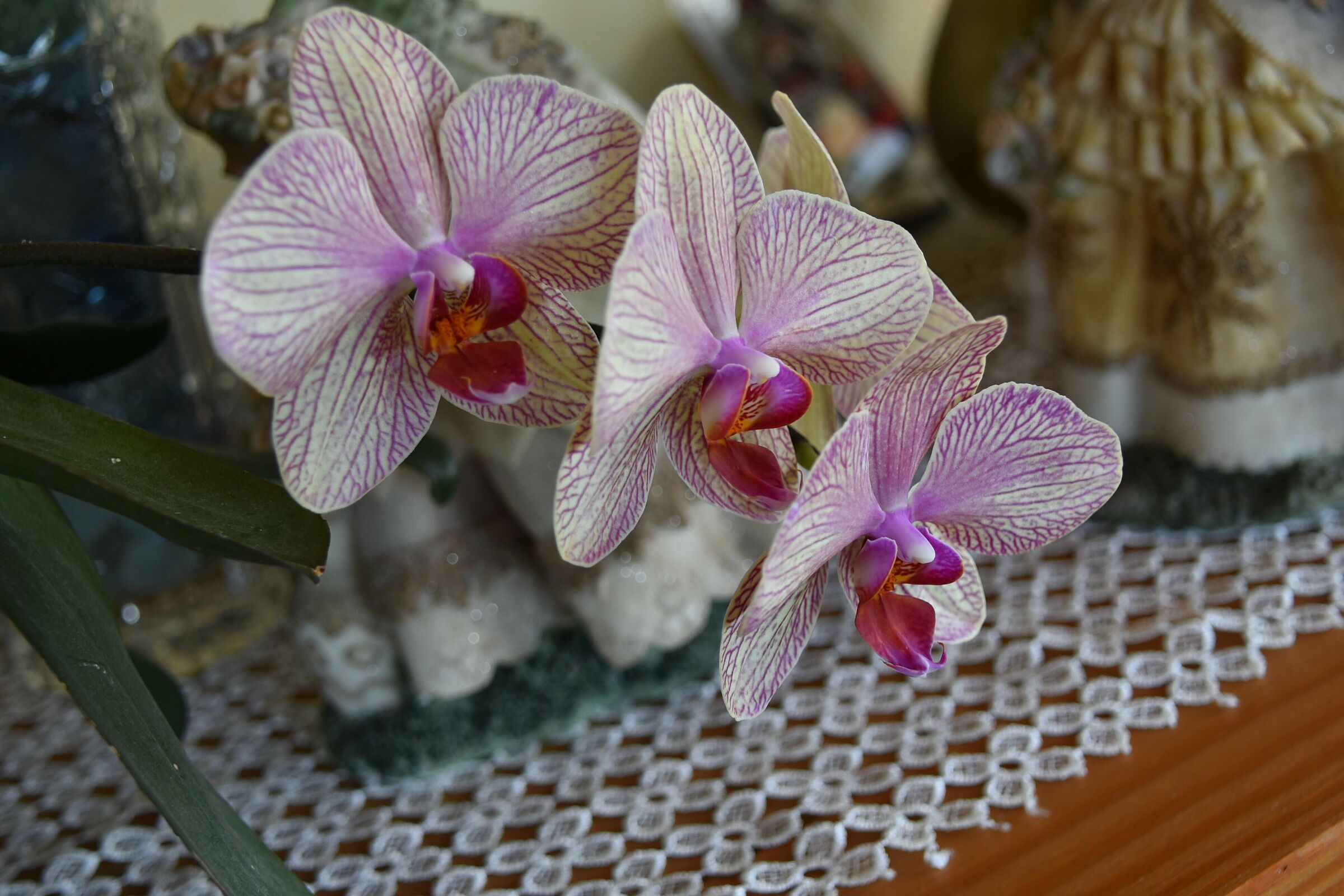 orchidee
