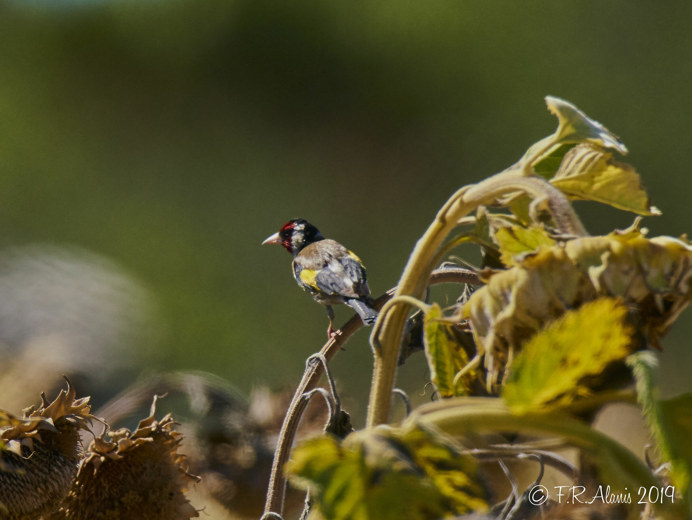 Goldfinch europeo