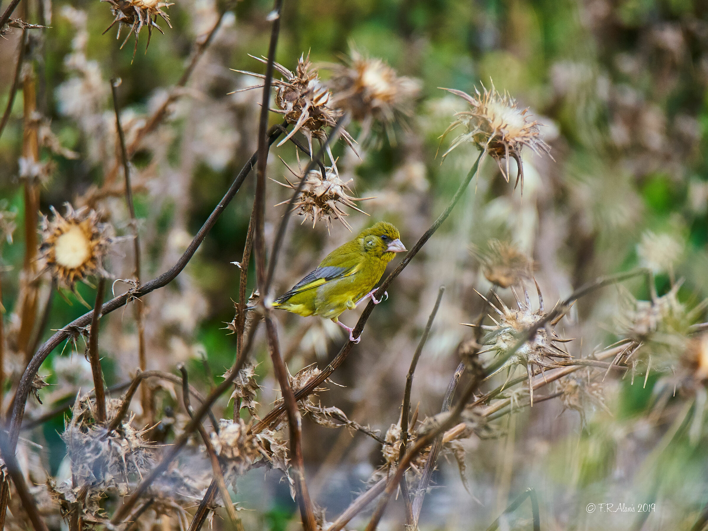 Verderon comàn. Il greenfinch europeo (Chloris chlori...