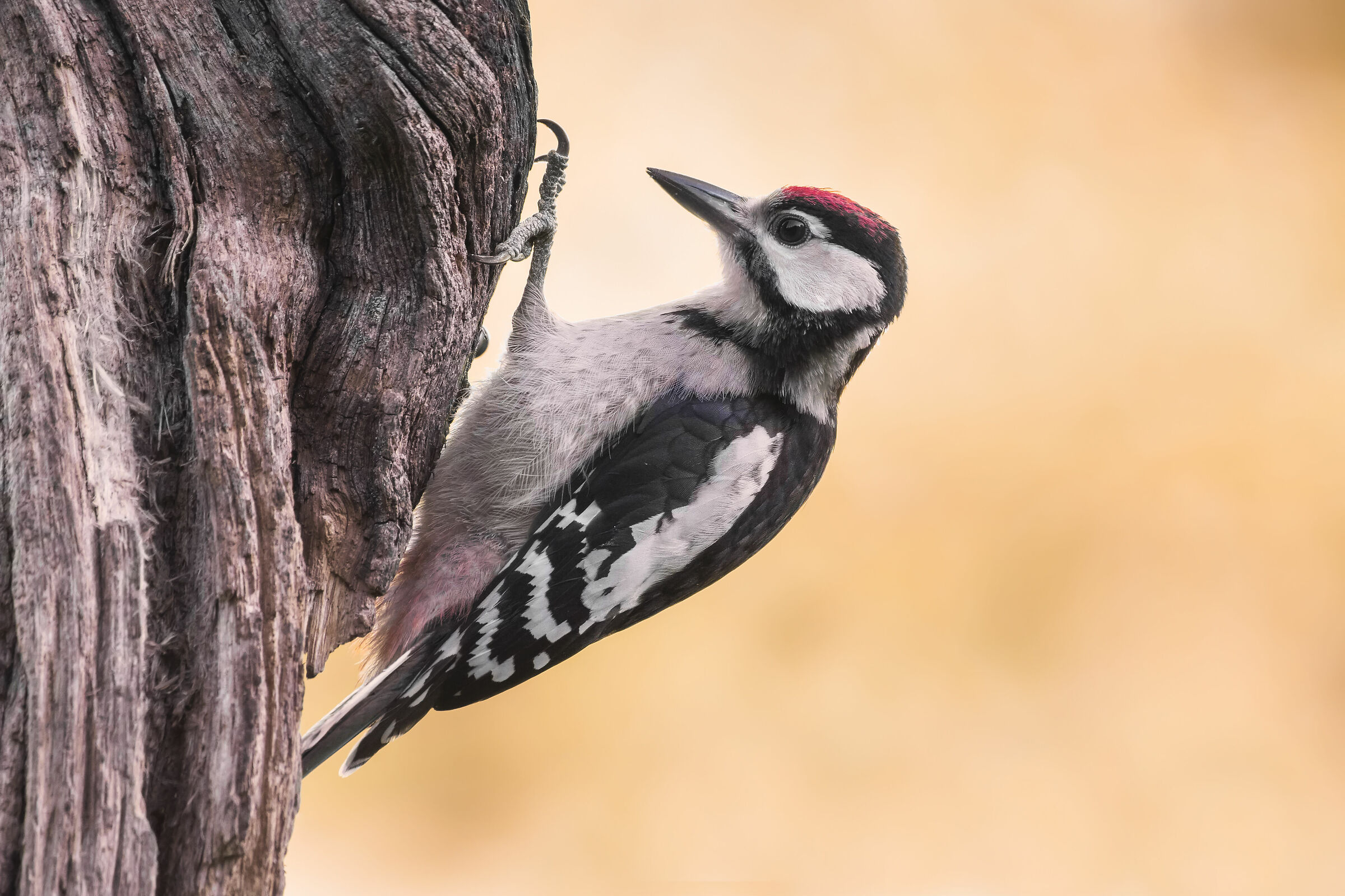 Picchio rosso maggiore giovane