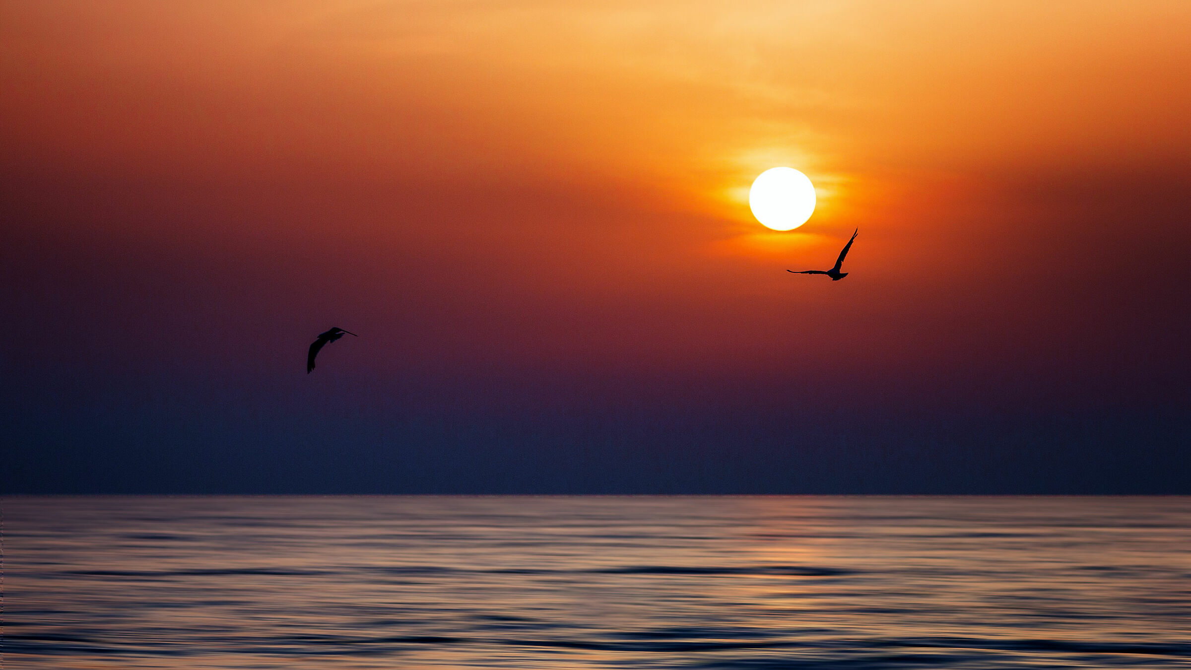 Seagulls at sunset