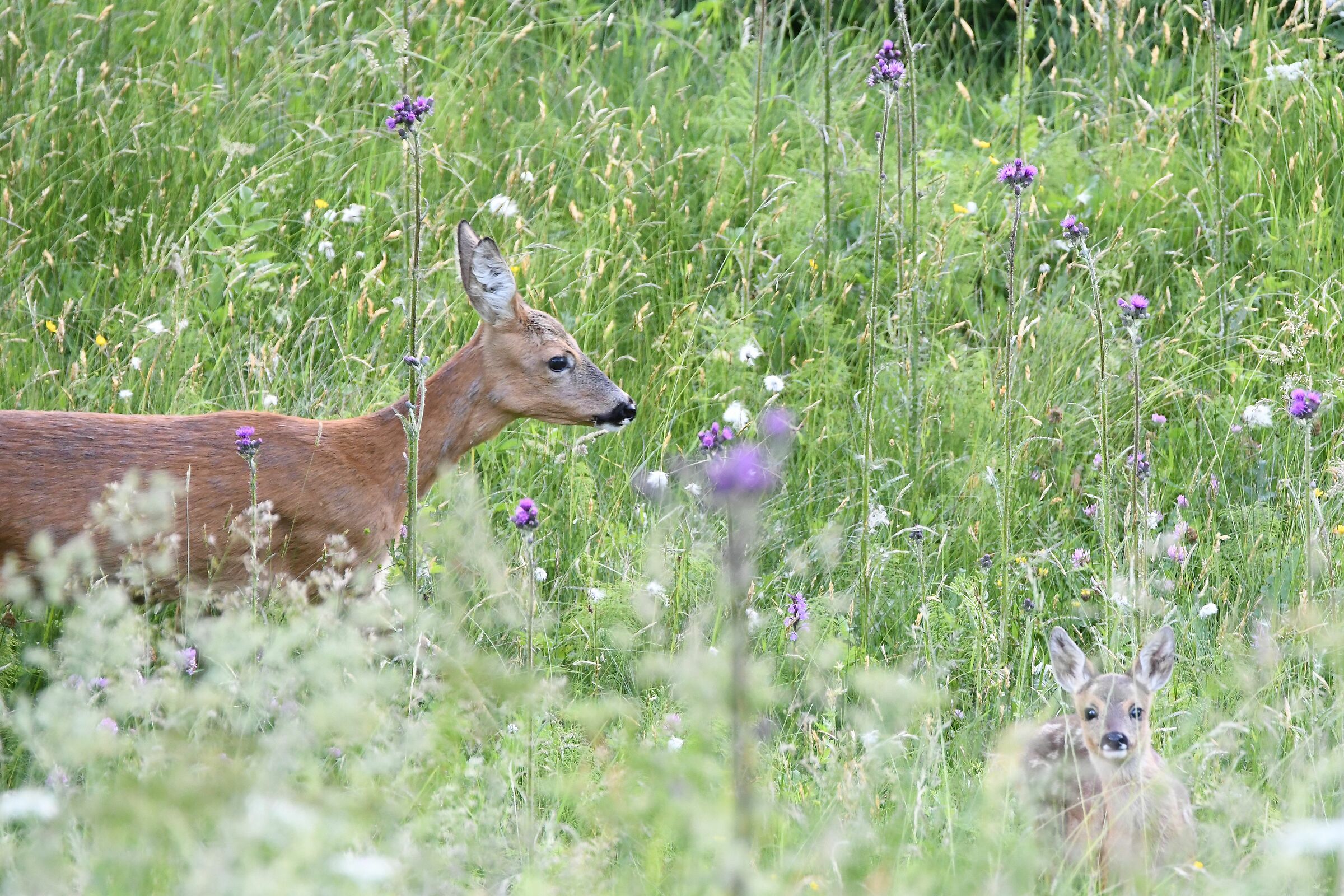 capriolo con cucciolo