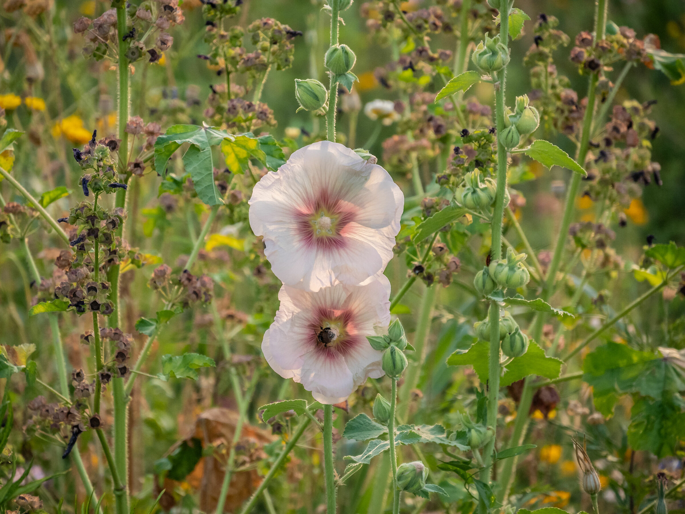 Tree Library - Milan