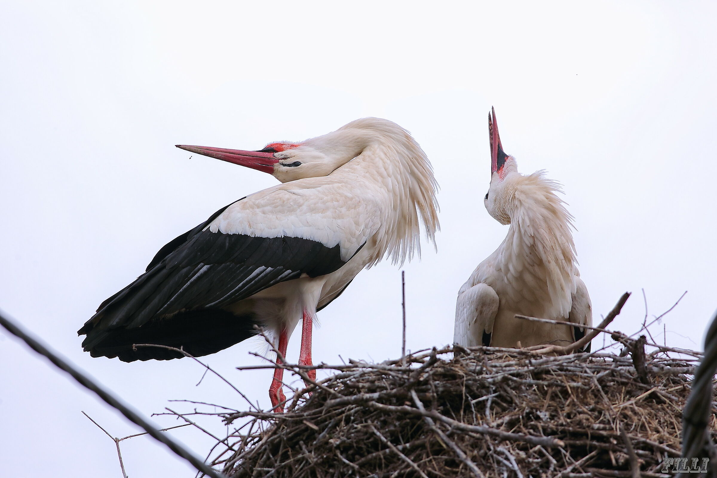 Stork
