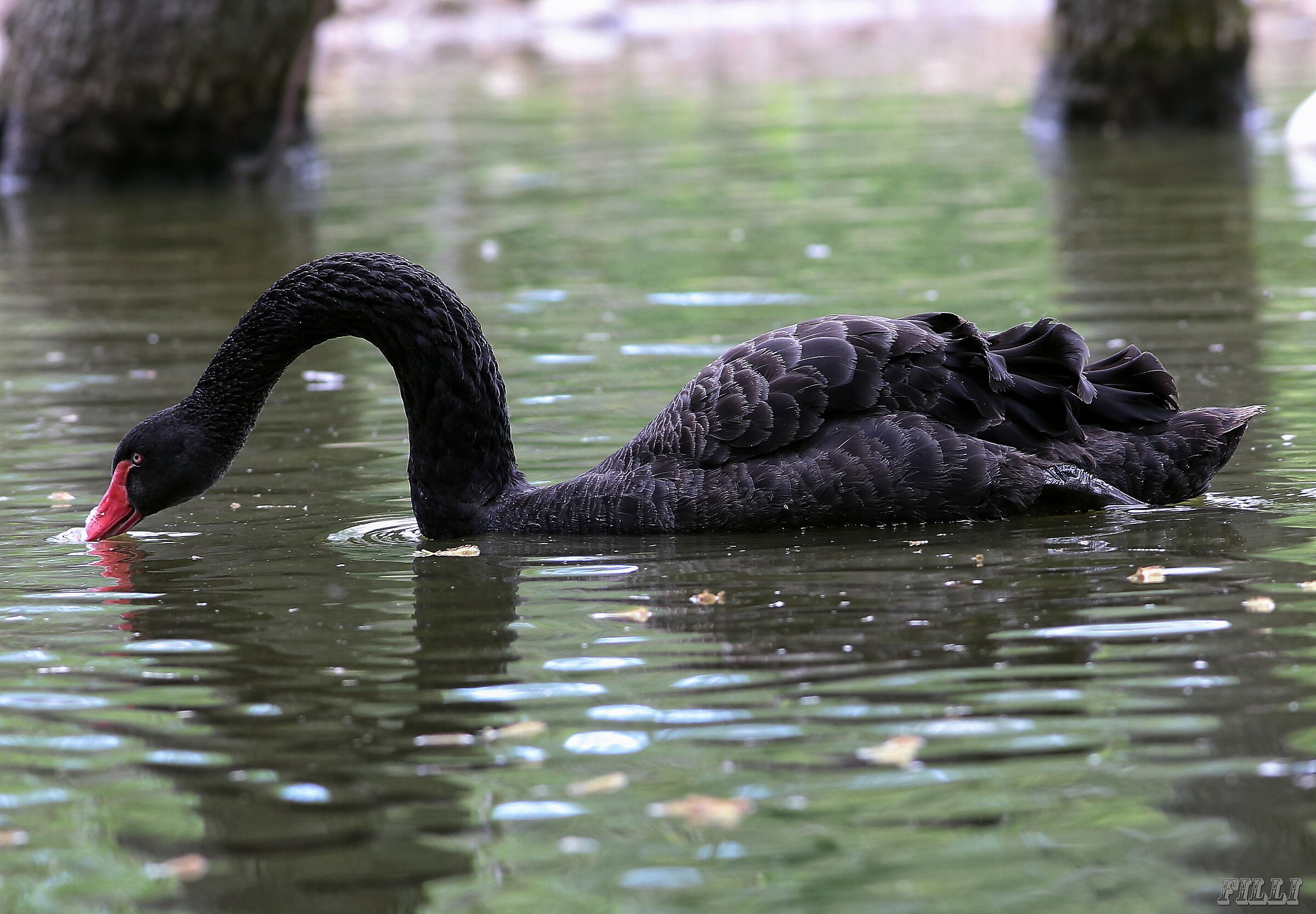 Black Swan