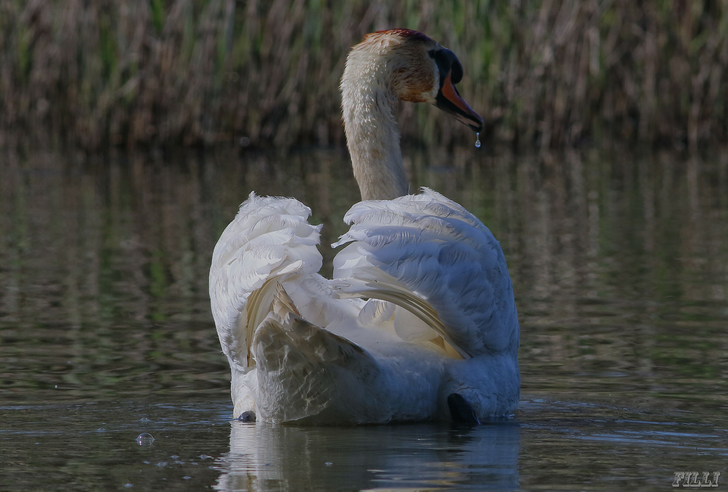Swan