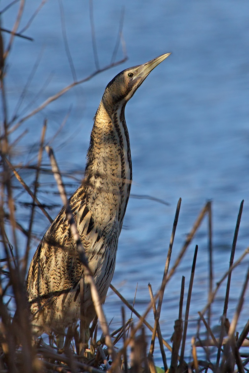 Bittern (Botaurus stellaris)