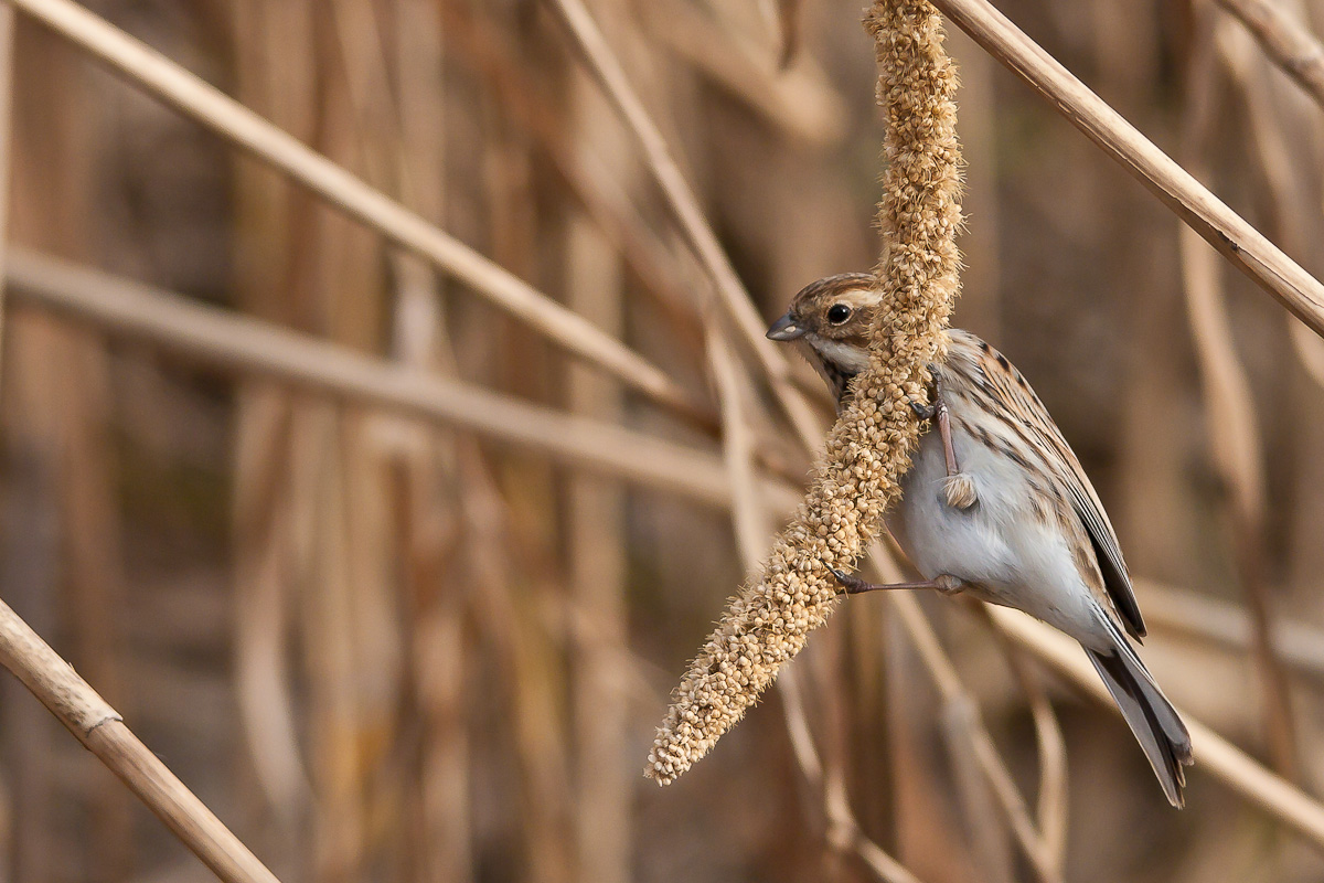Migliarino di palude