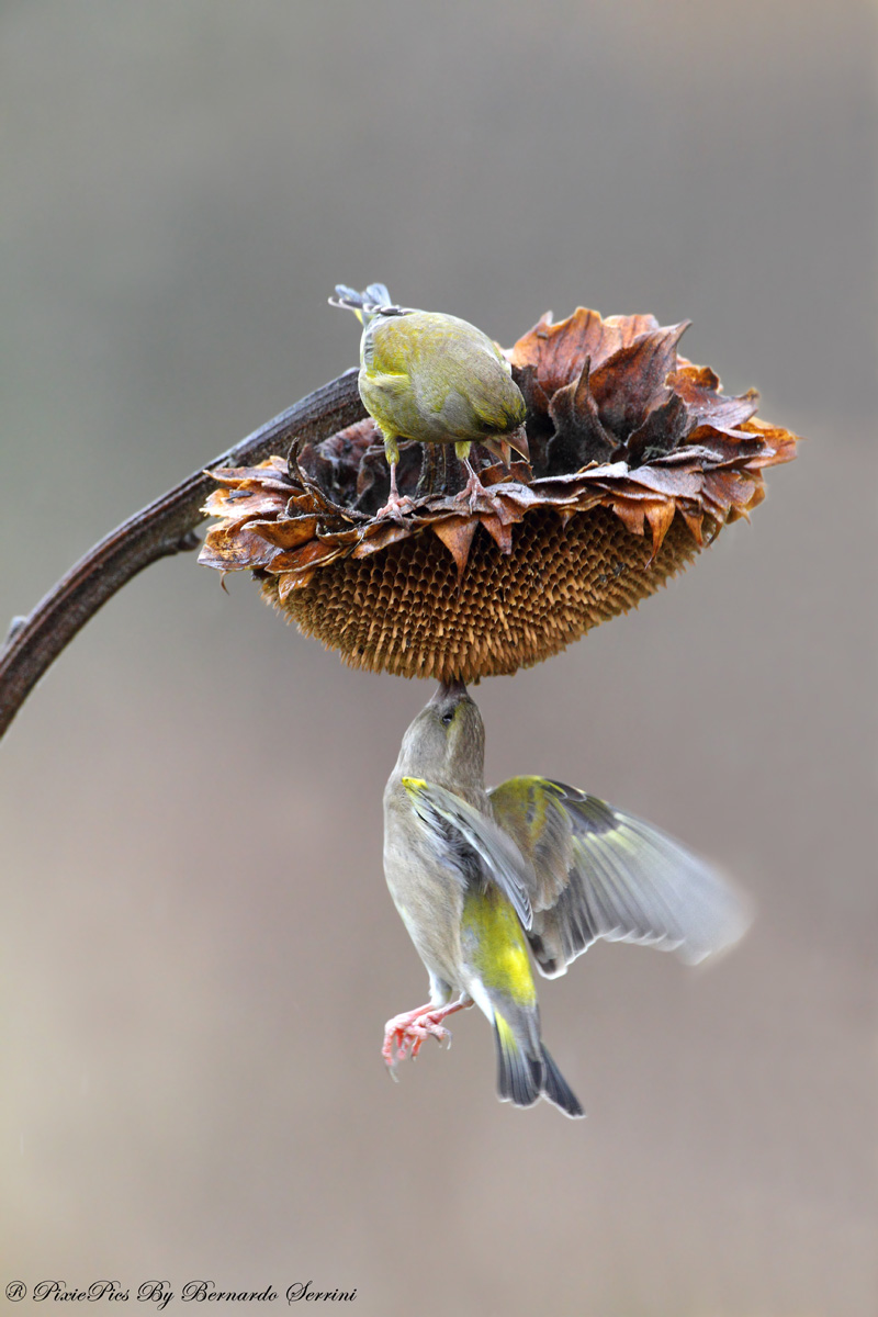 Guarda chi c'è là sotto.....
