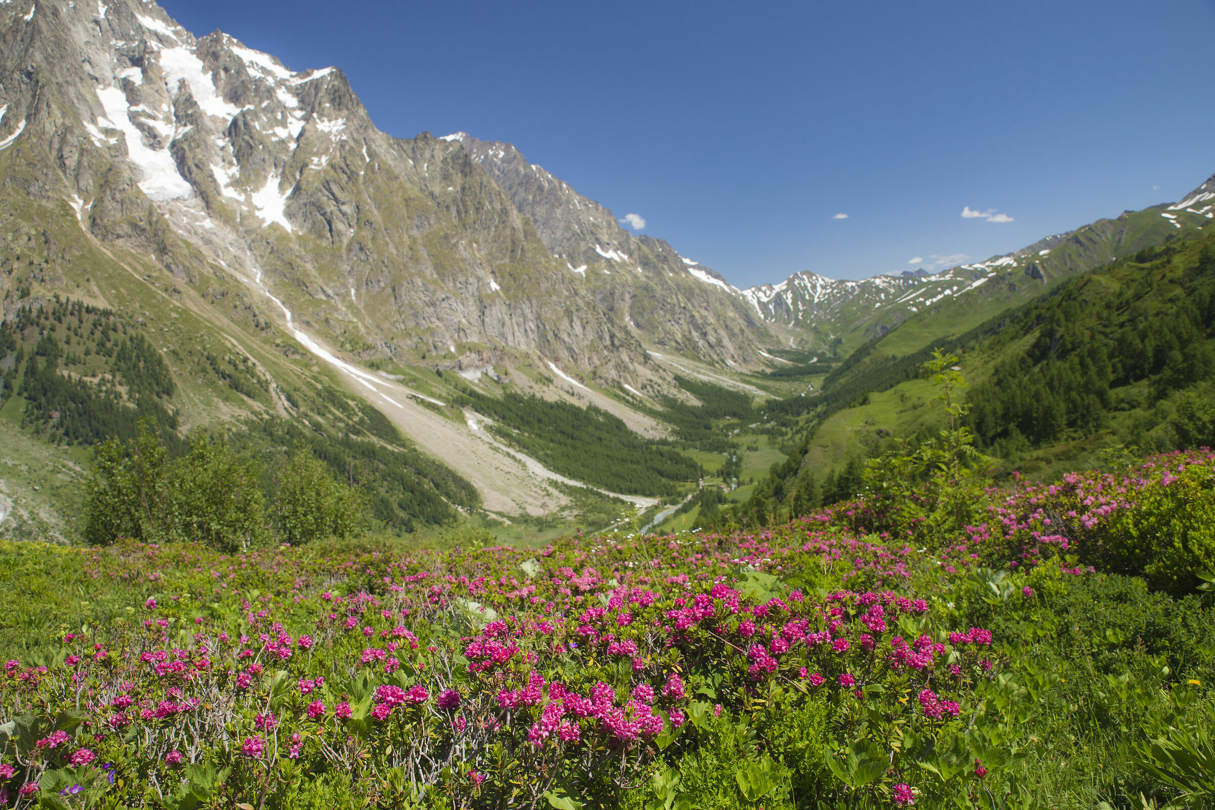 Pink flower in Val Ferret