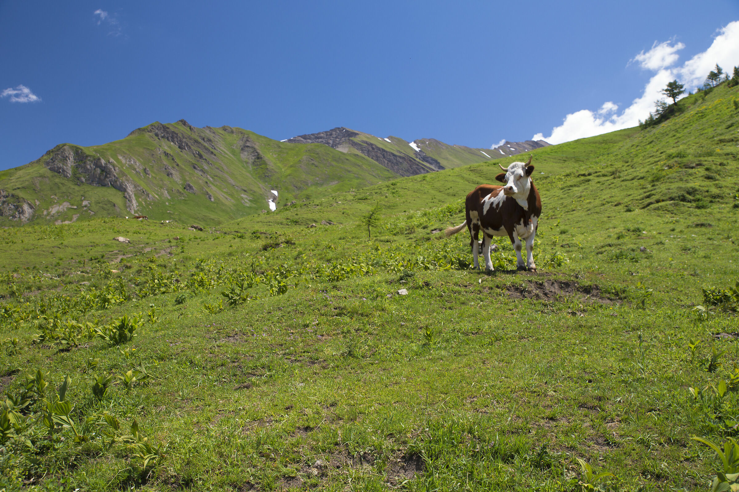 The Val Ferret cow