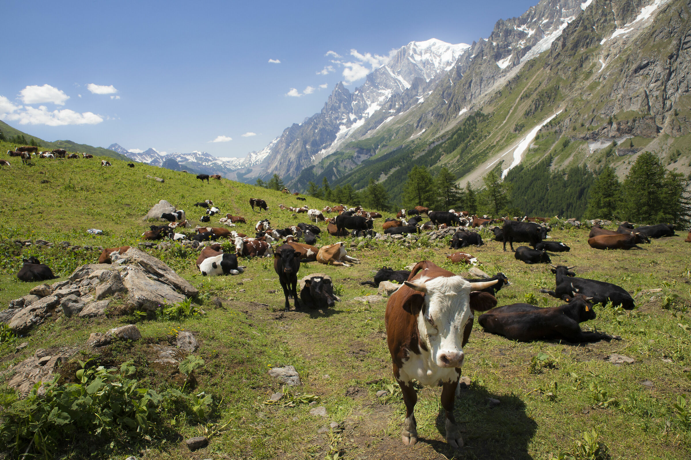 The Val Ferret cows