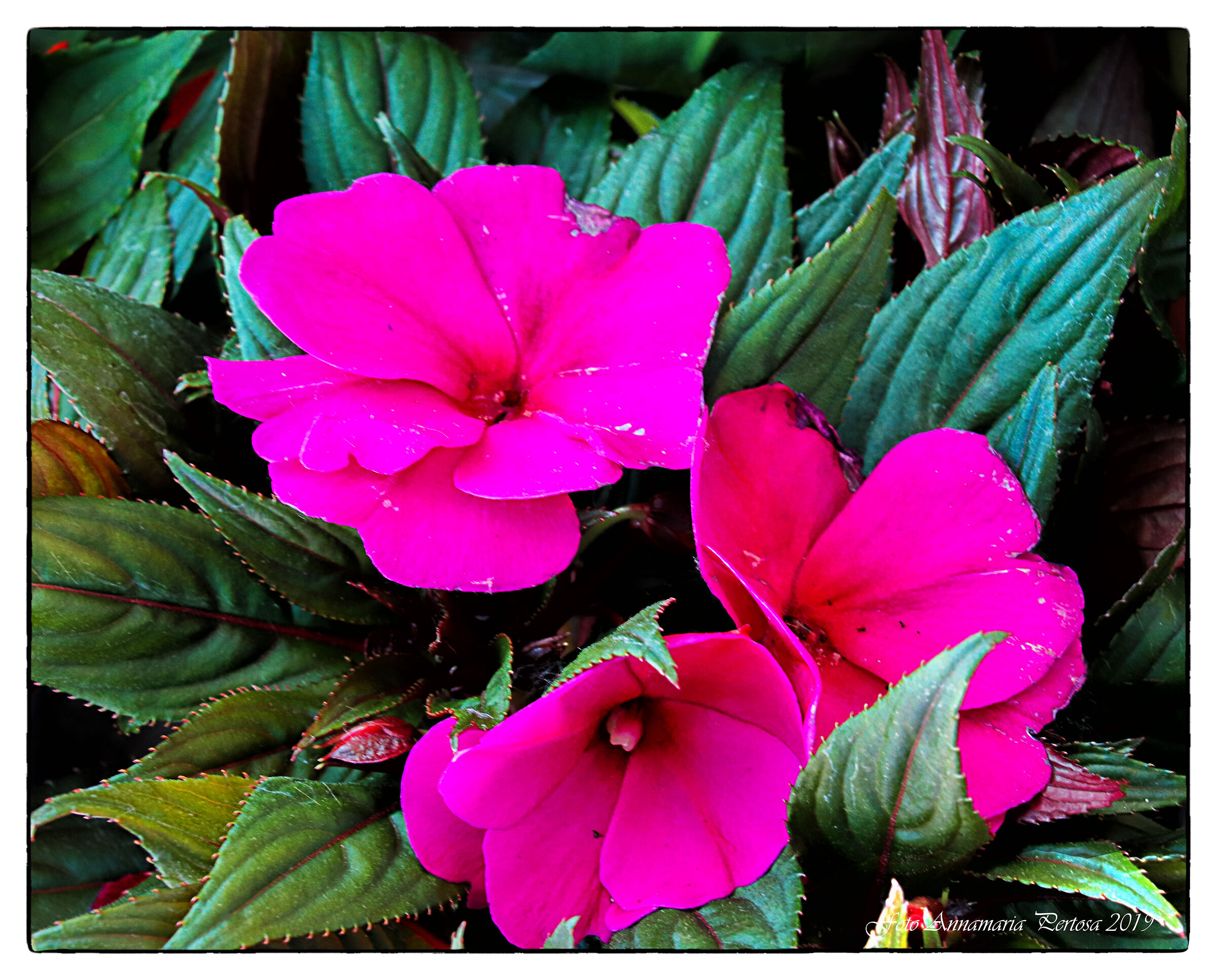 Un'oasi di frescura fra i fiori