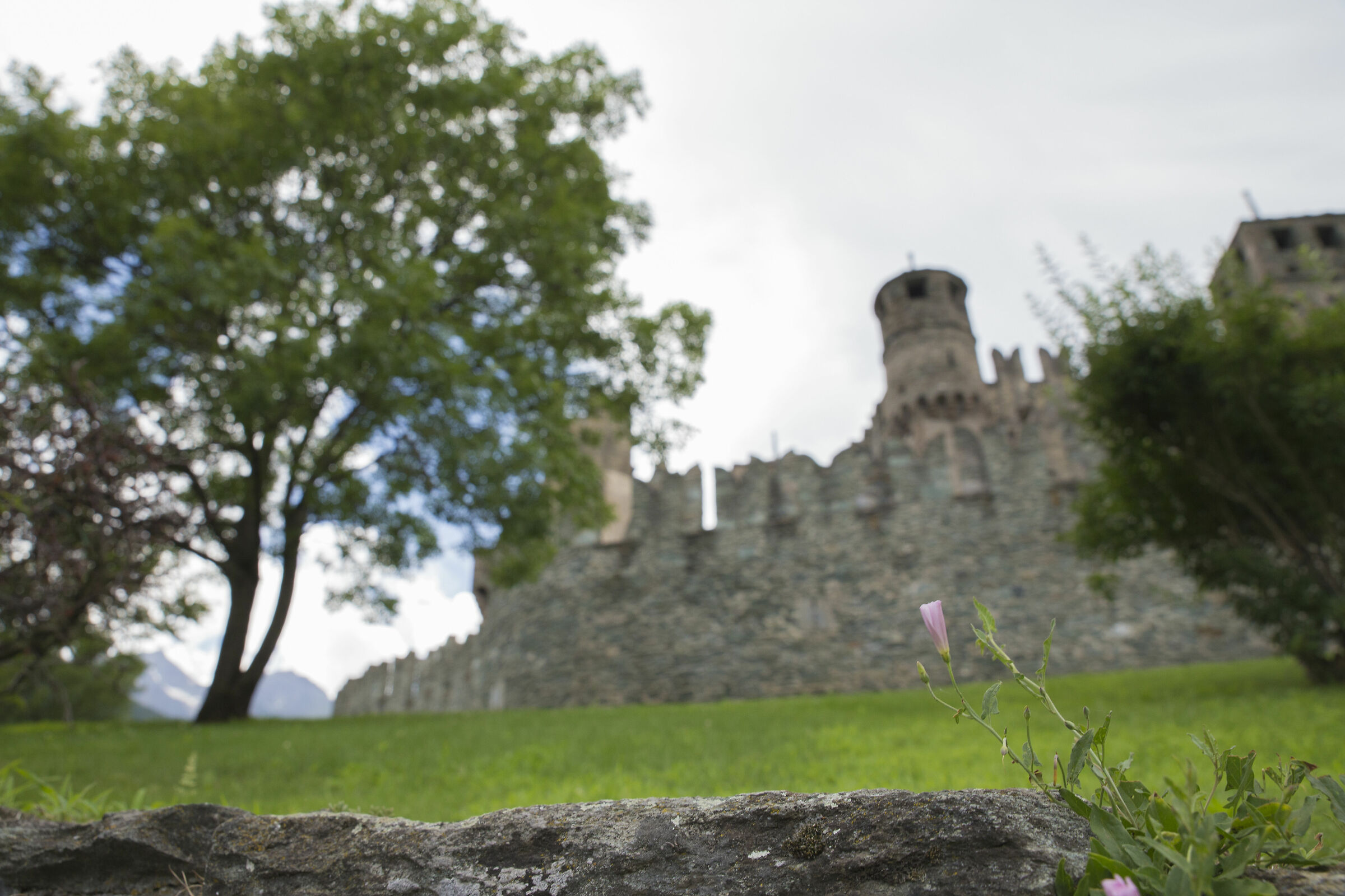Fenis Castle with flower