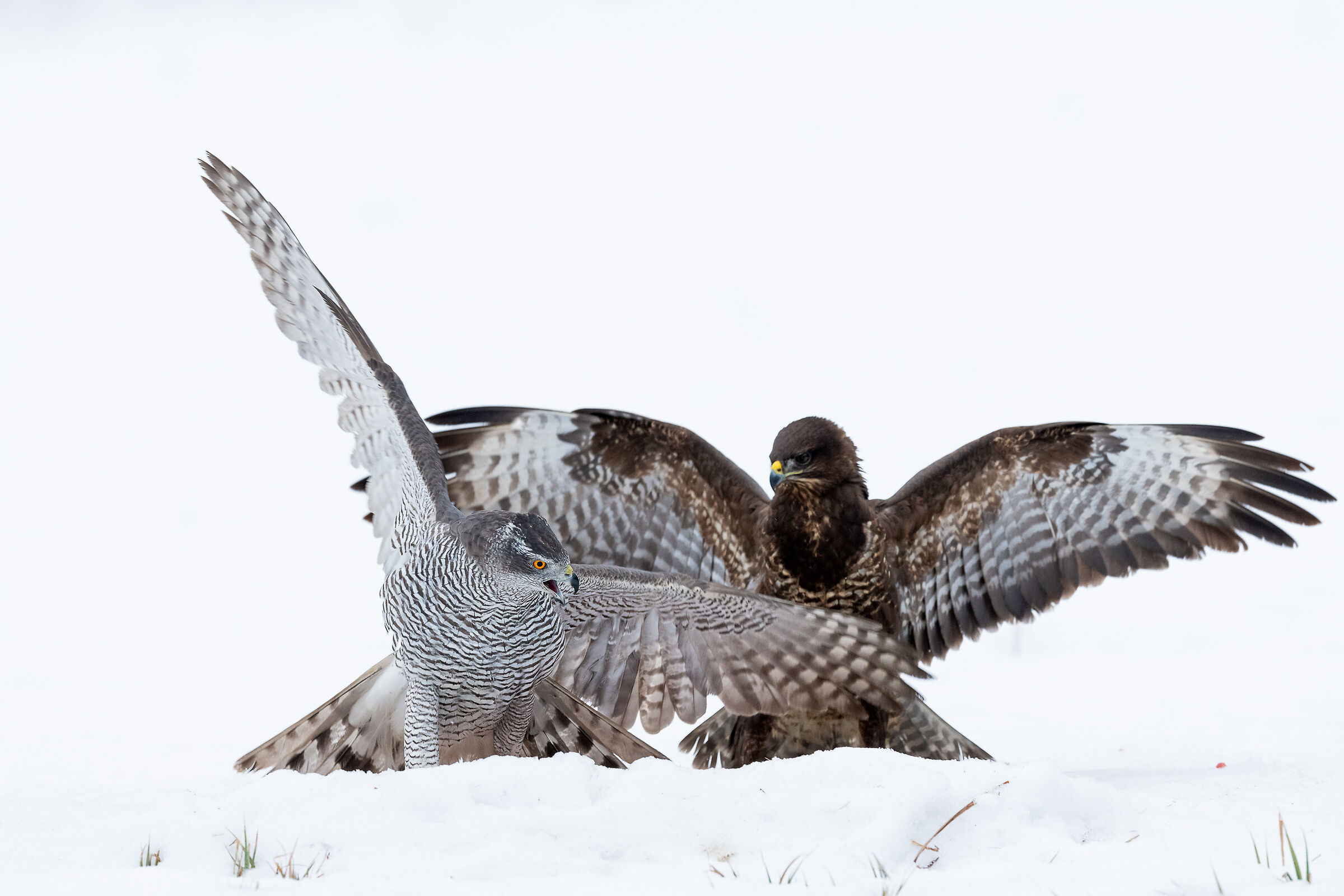 Contention between Astore and Poiana