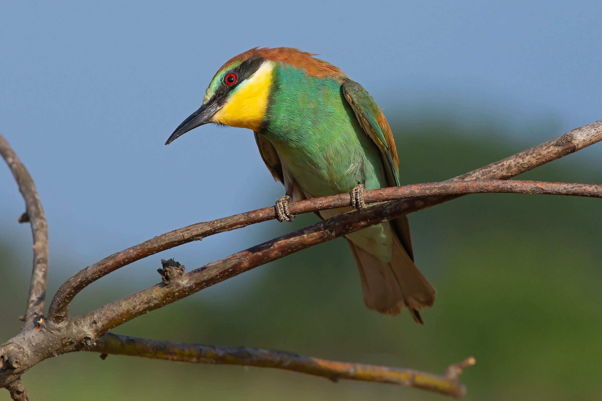 Un gruccione che fa ''cucu''