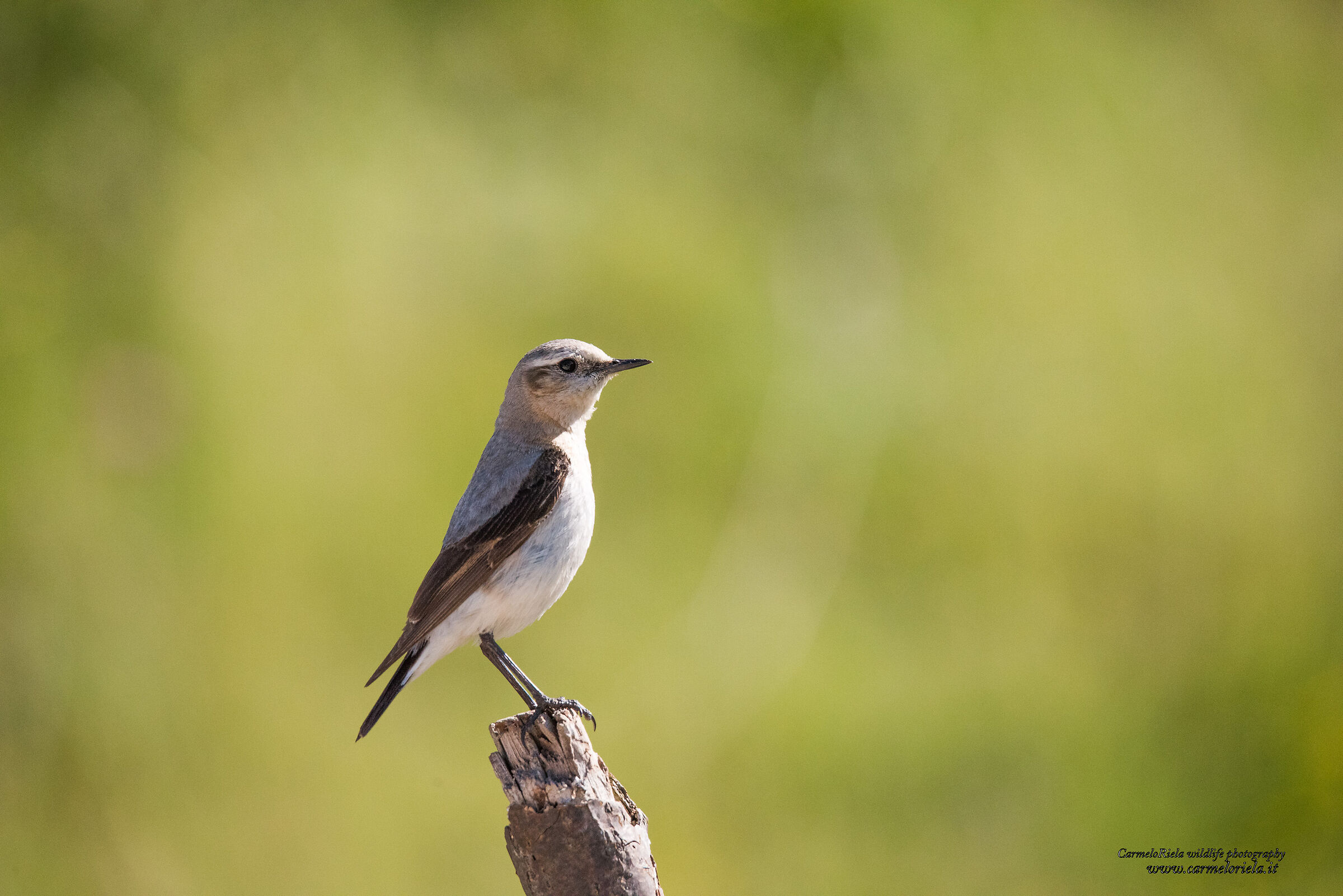 Stare sul piedistallo