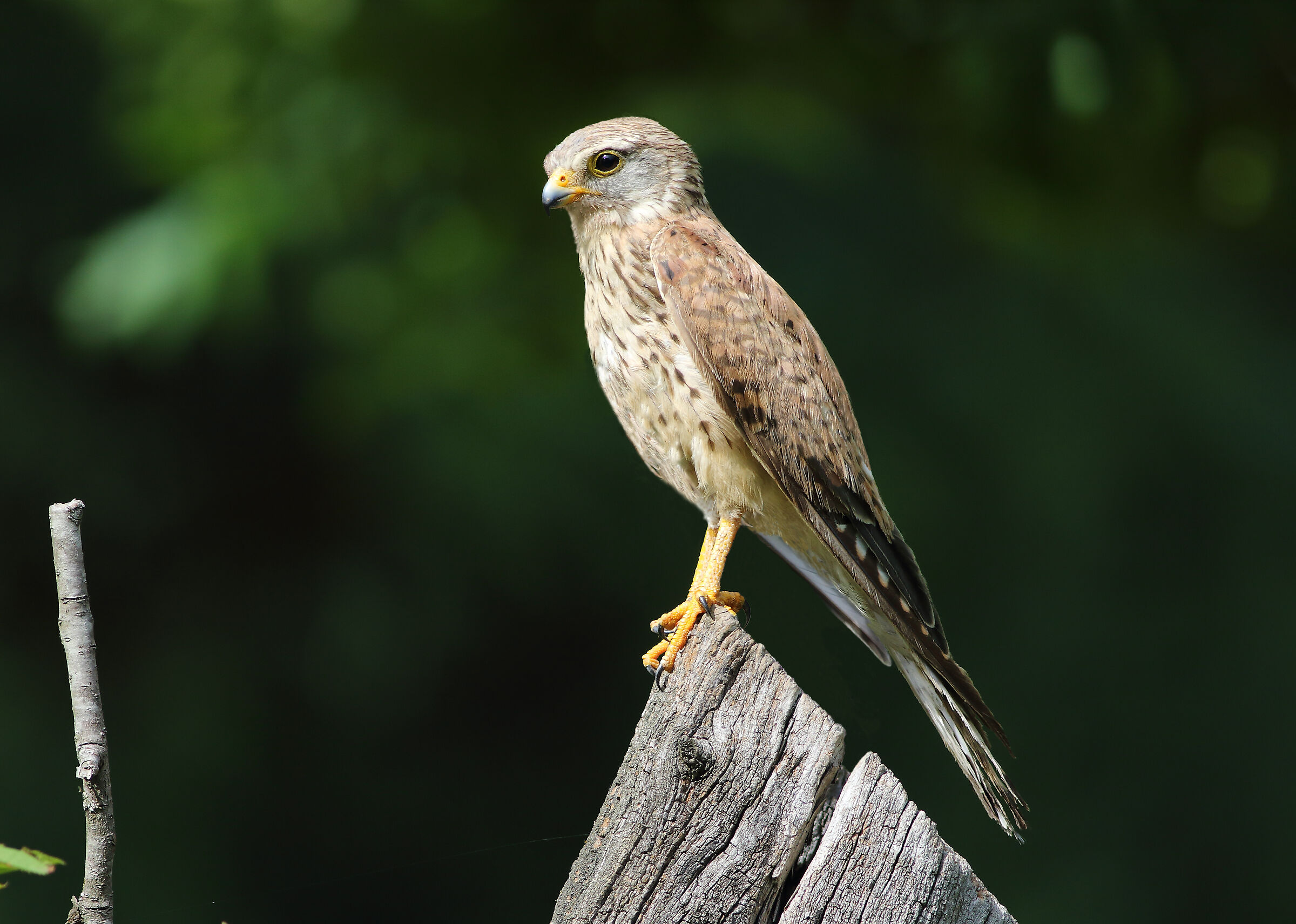 Young Kestrel